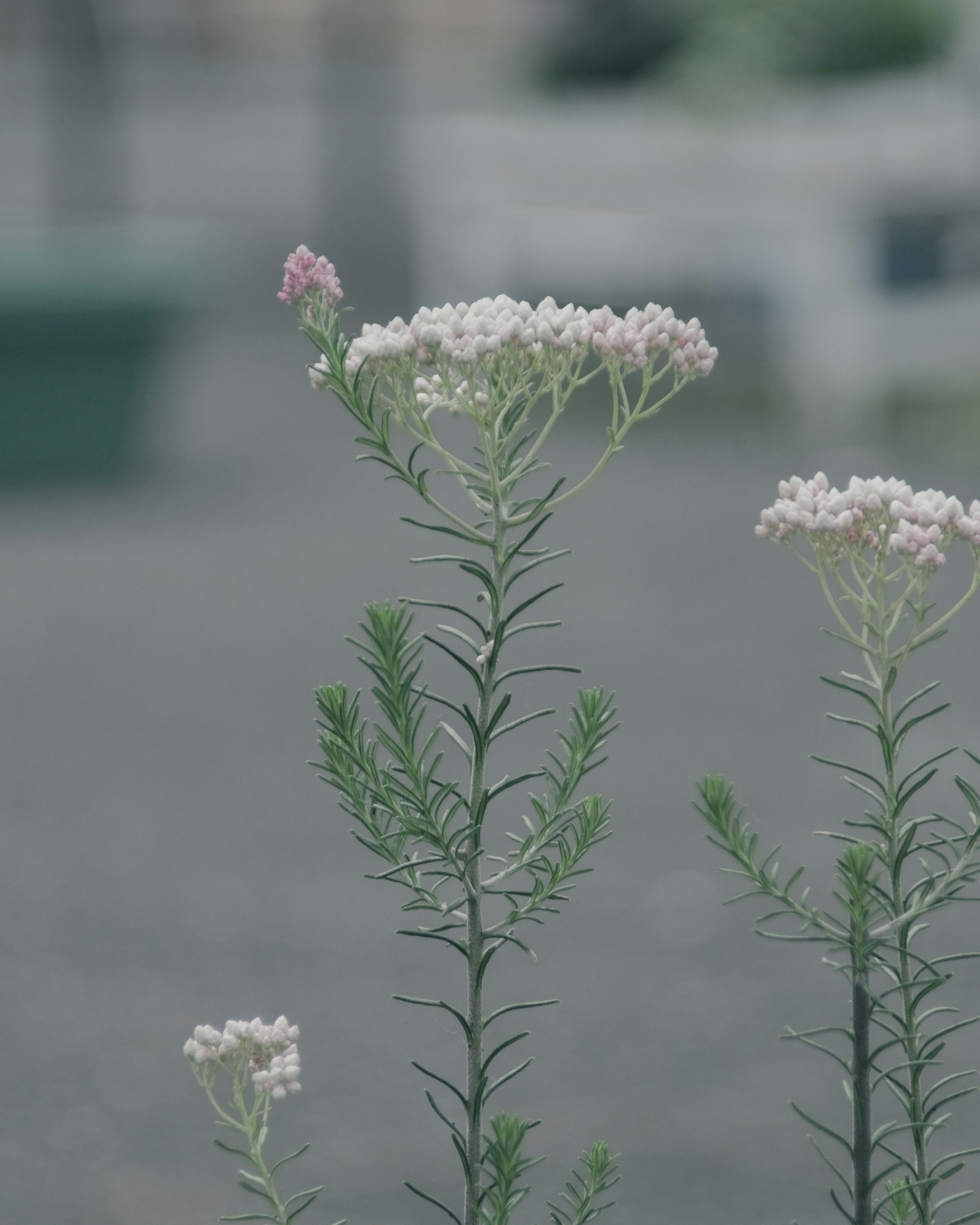 Hohe Pflanze mit zarten rosa und weißen Blumen auf schlanken Stielen