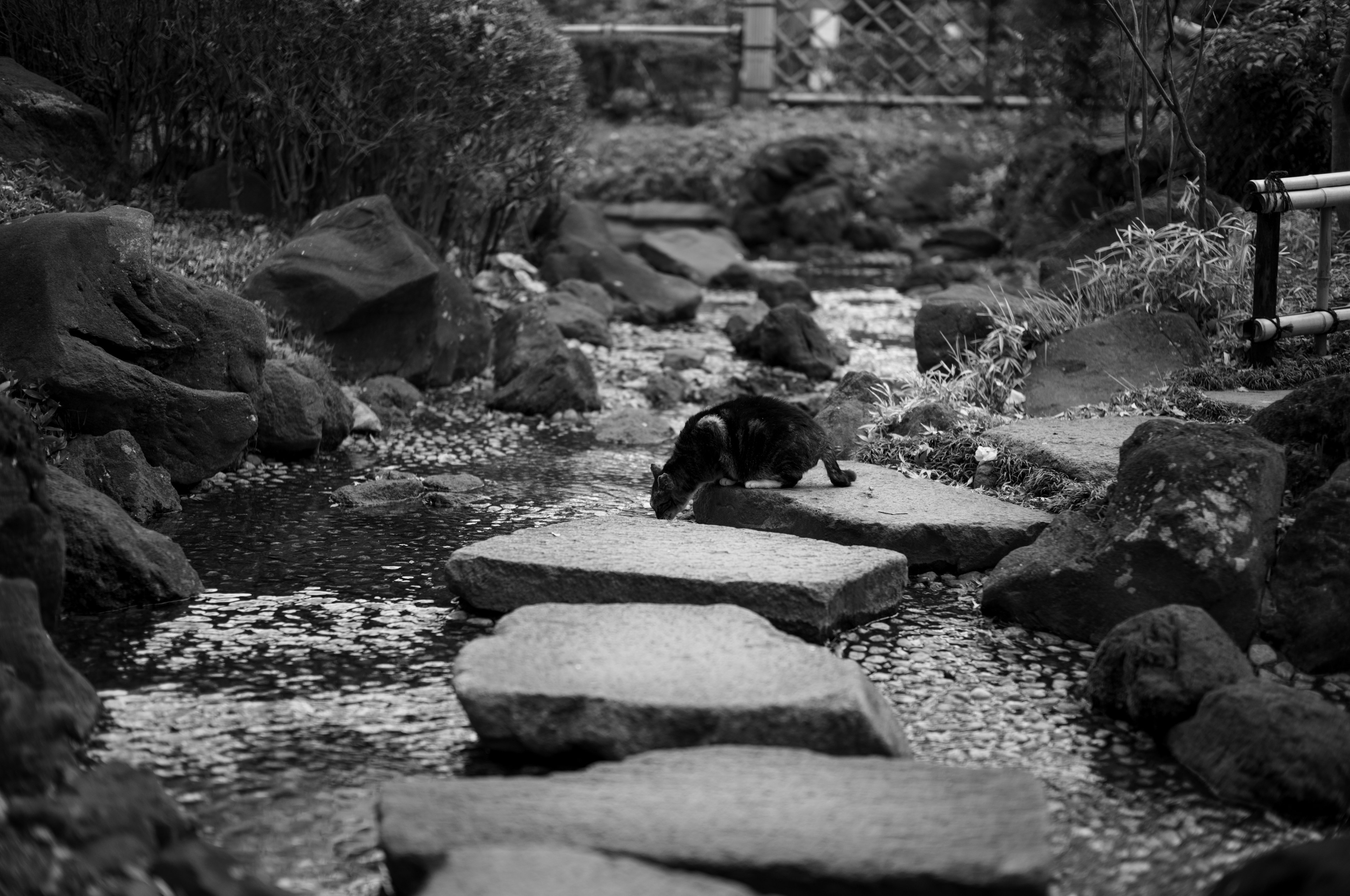 黒白の庭の小道にある石の橋と水流