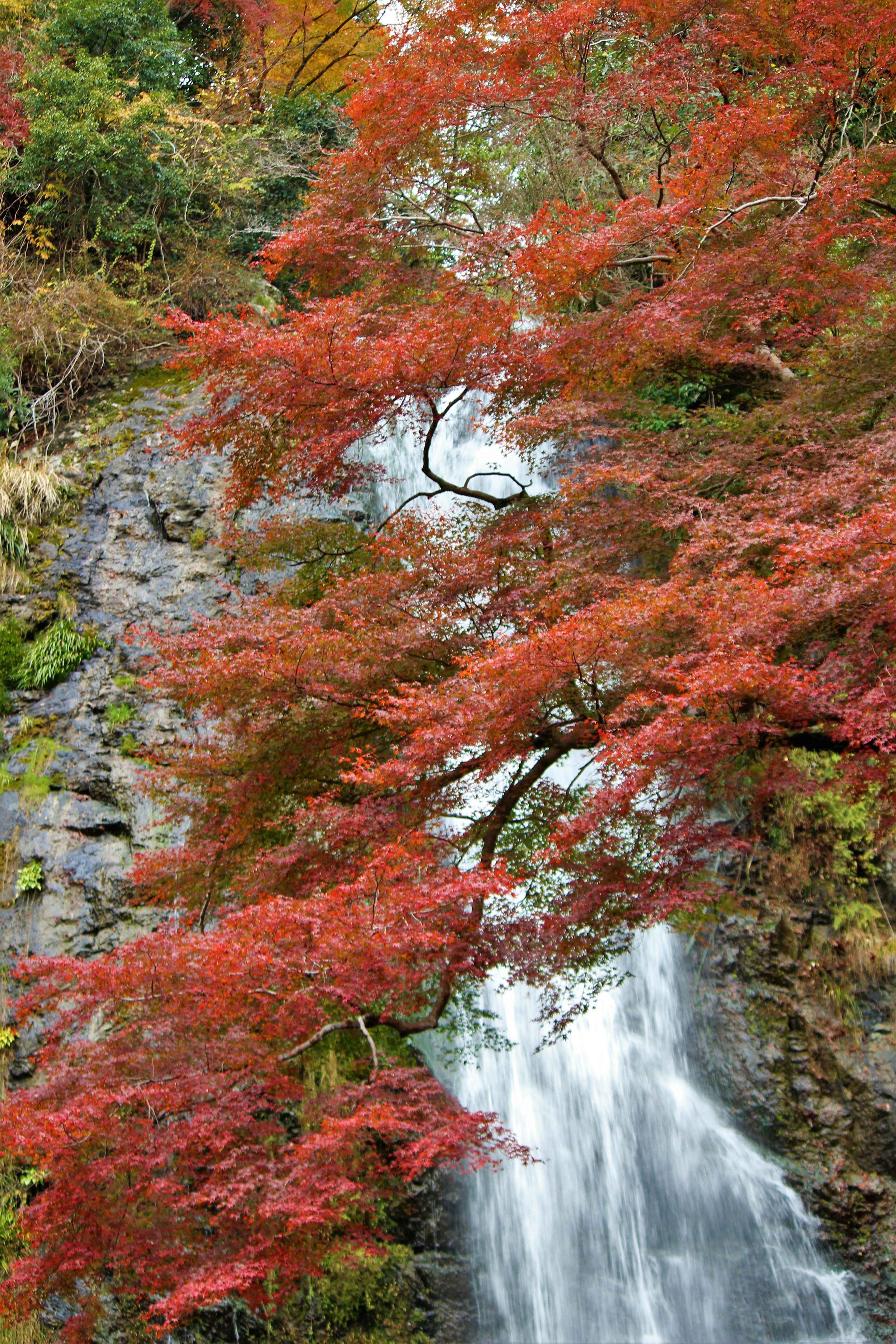 Vue pittoresque d'une cascade entourée de feuilles d'automne rouges vives