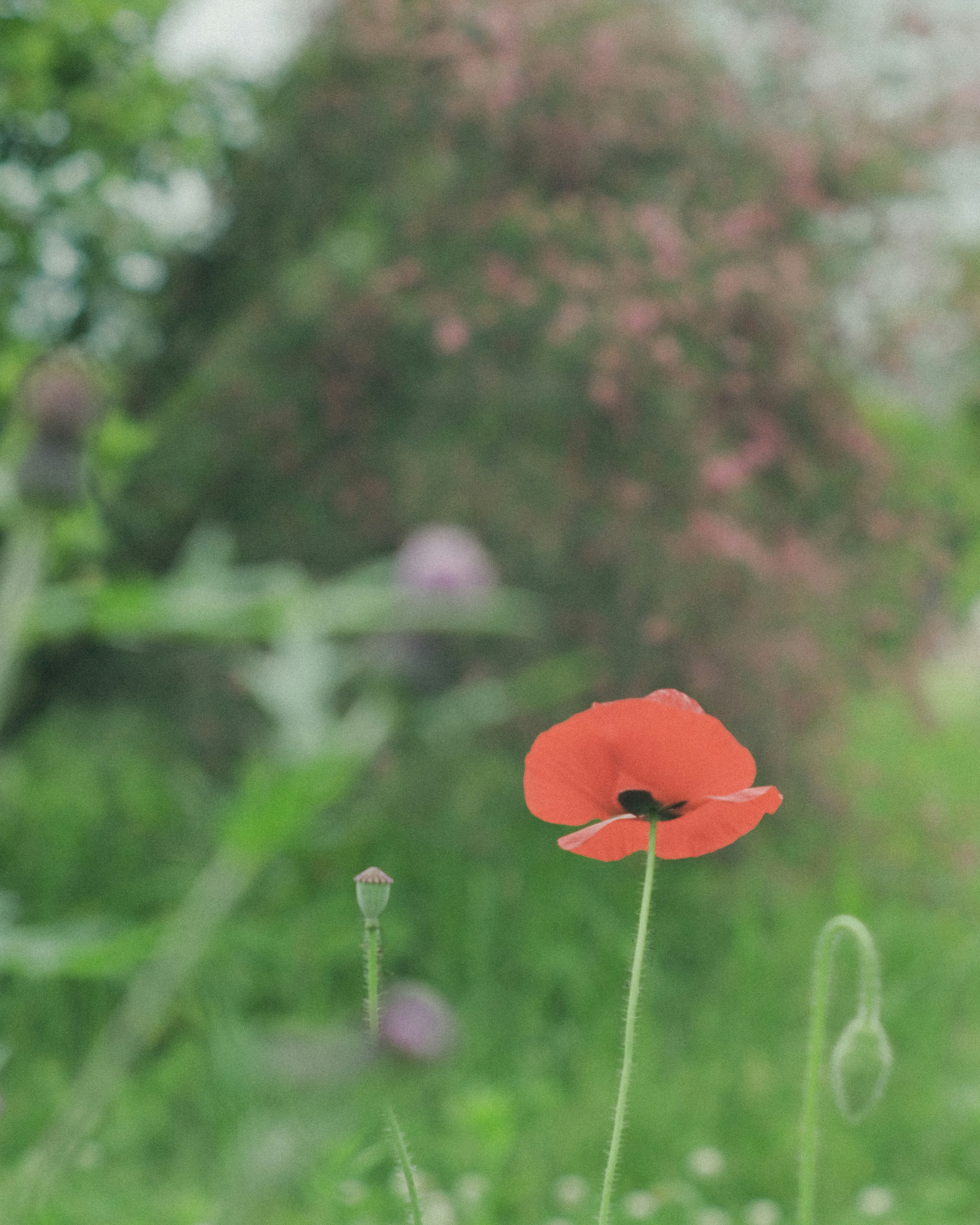 A single red poppy flower stands out against a green background