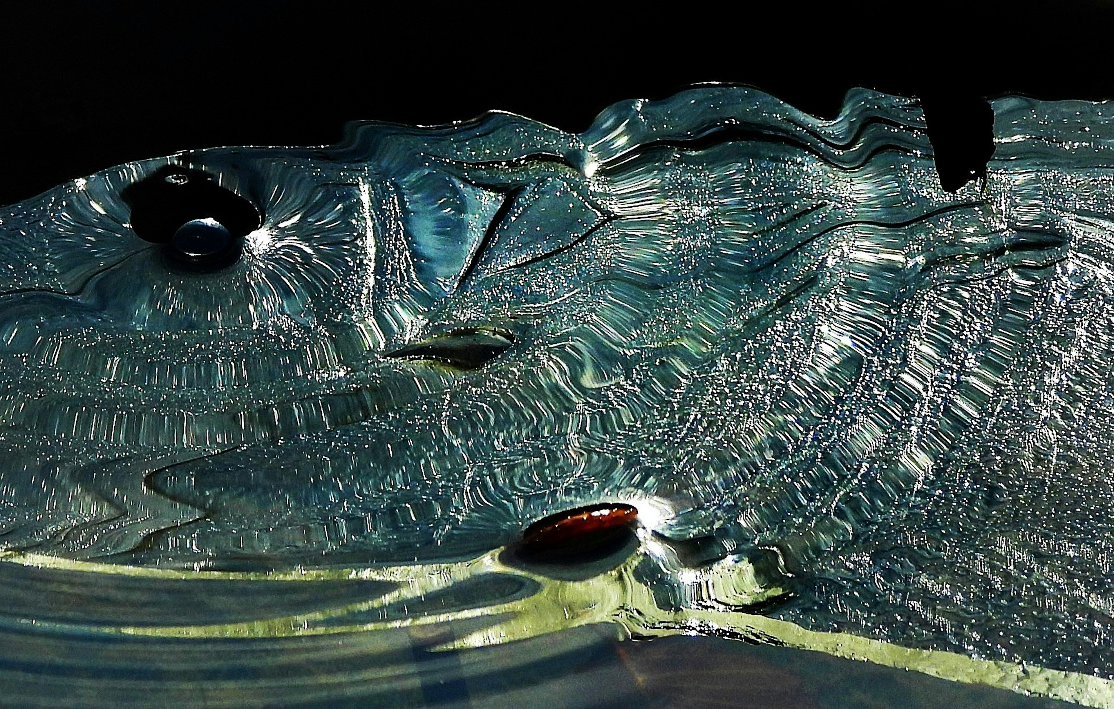 Detailed close-up image of a transparent fish head