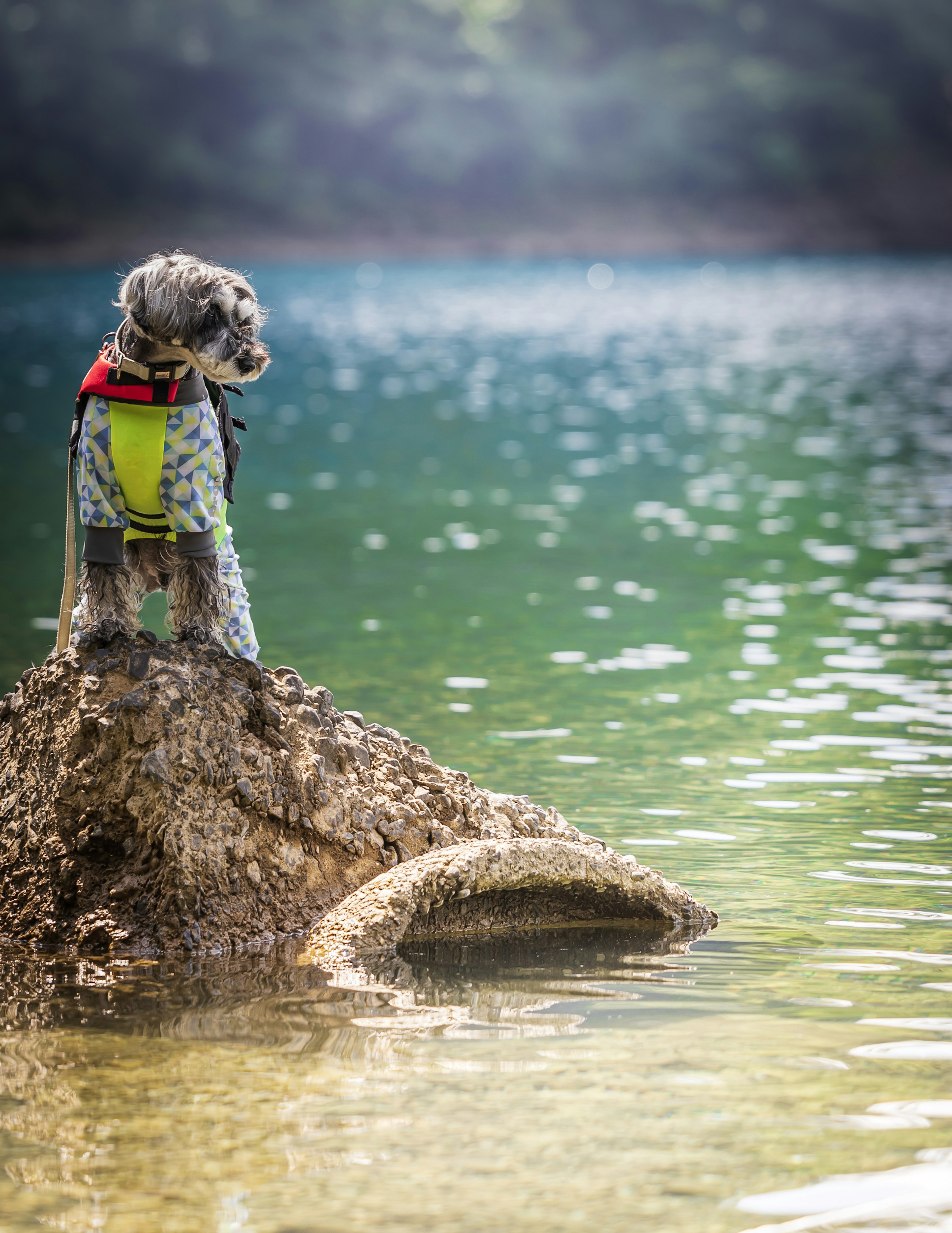 水辺に立つ犬が岩の上にいる風景