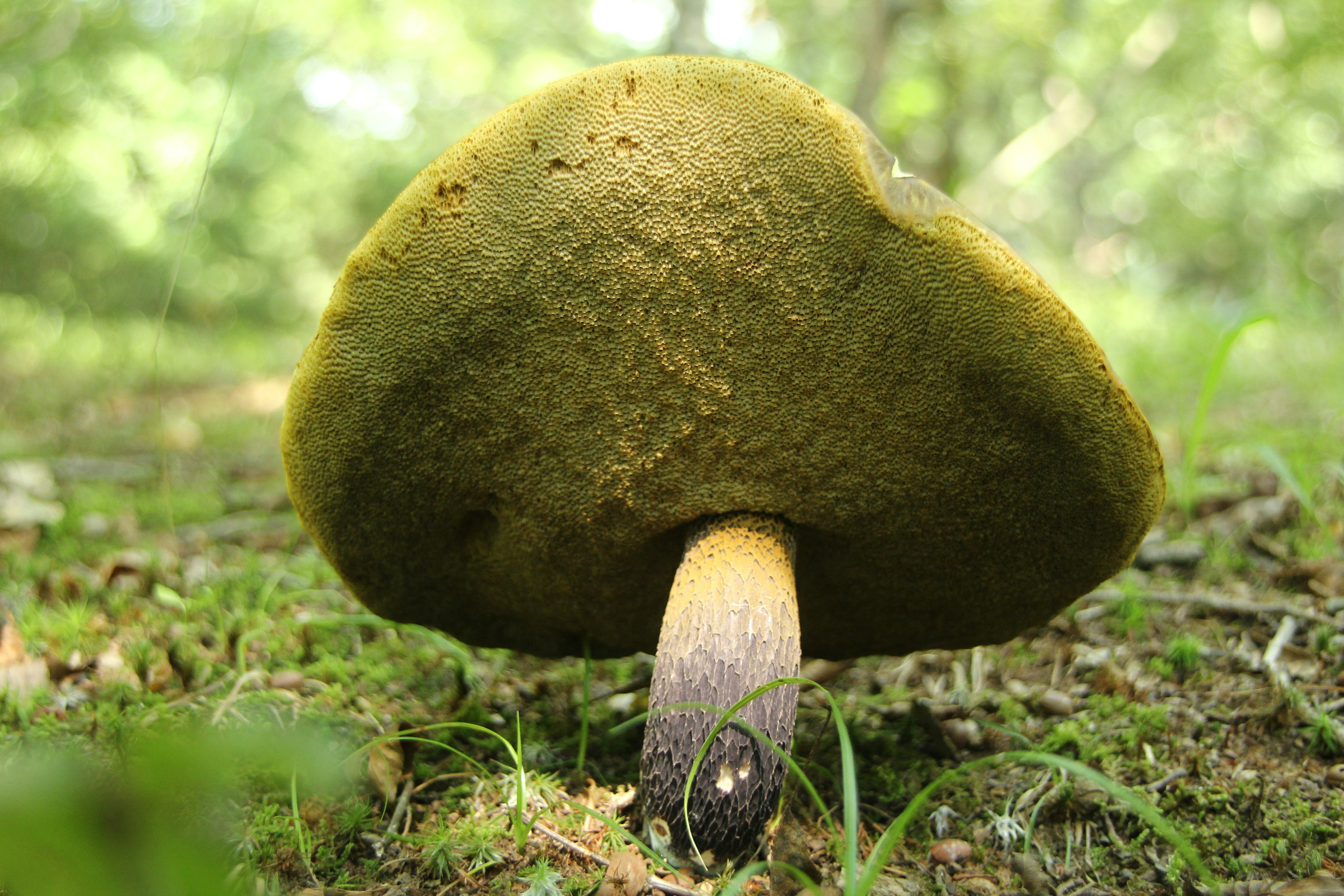 Large mushroom viewed from underneath in a lush forest