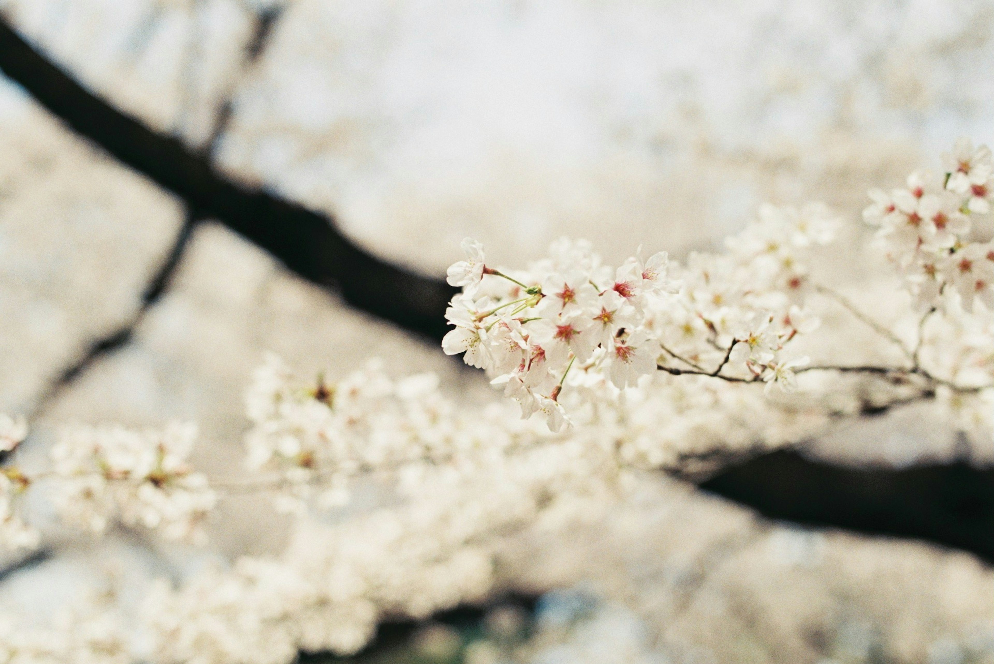 Kedekatan cabang bunga sakura yang mekar