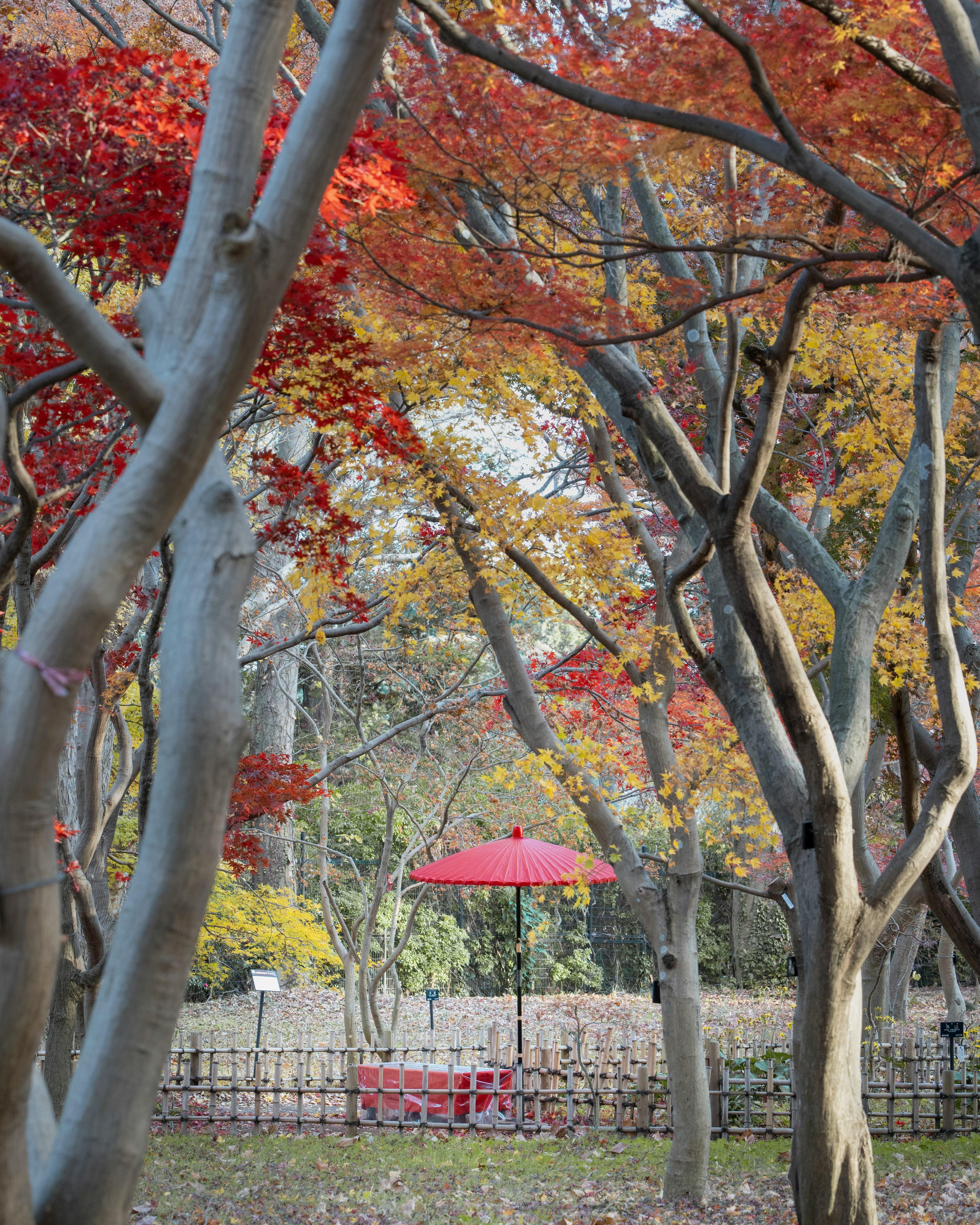 Una escena de jardín con una sombrilla roja rodeada de hojas de otoño coloridas