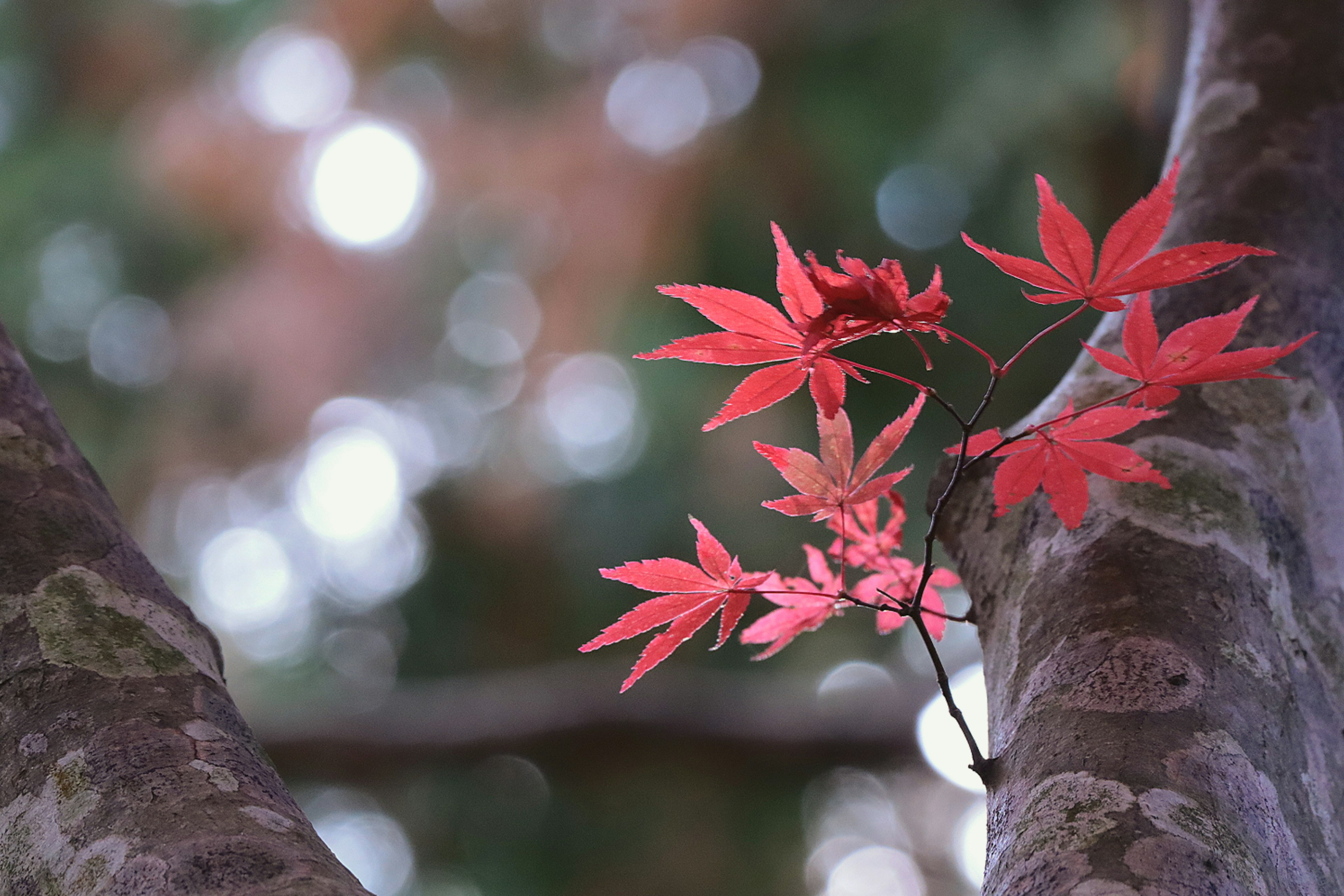 Eine schöne Herbstszene mit roten Ahornblättern nahe einem Baumstamm