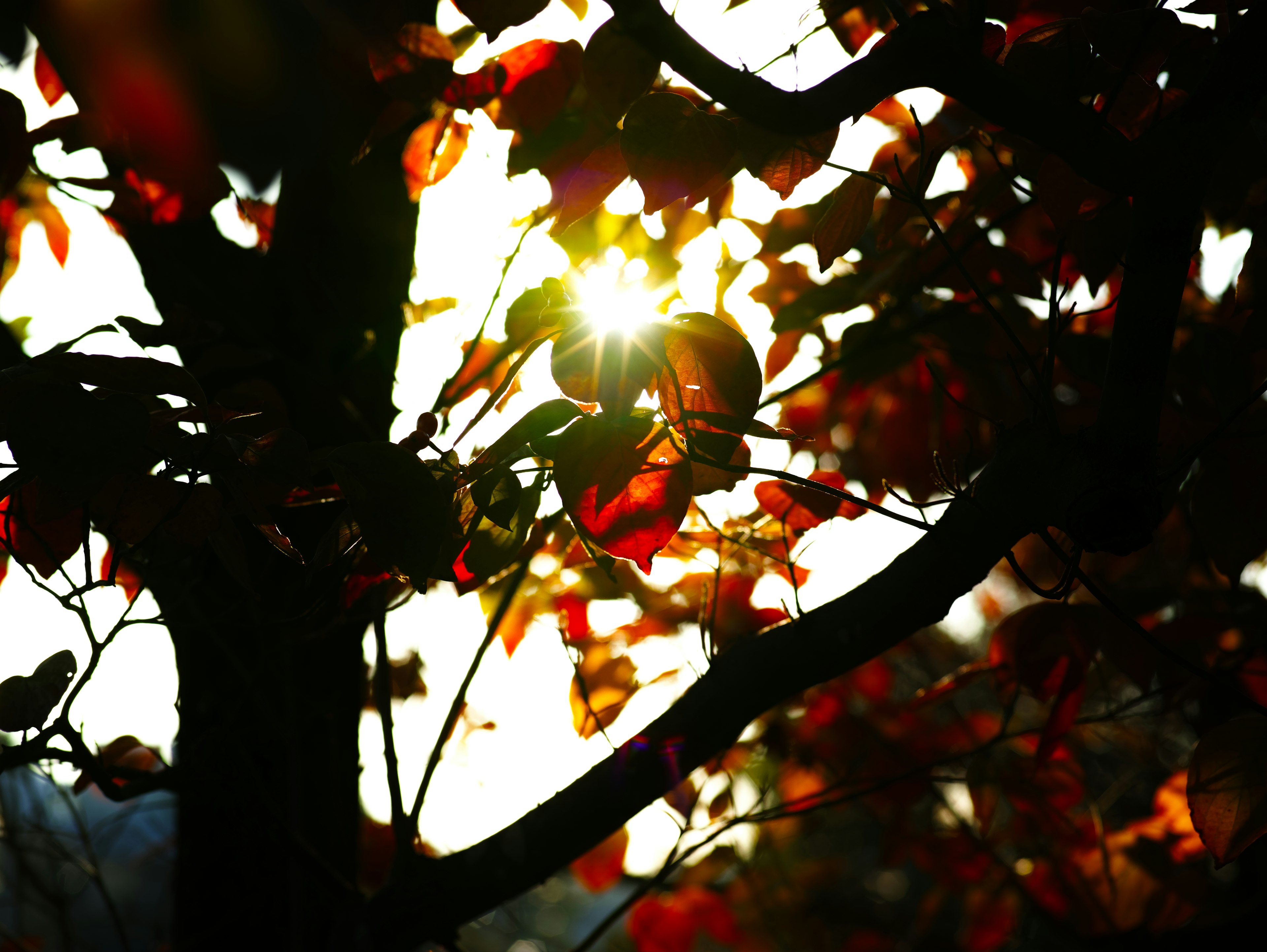 Sunlight filtering through a tree with vibrant red leaves in autumn