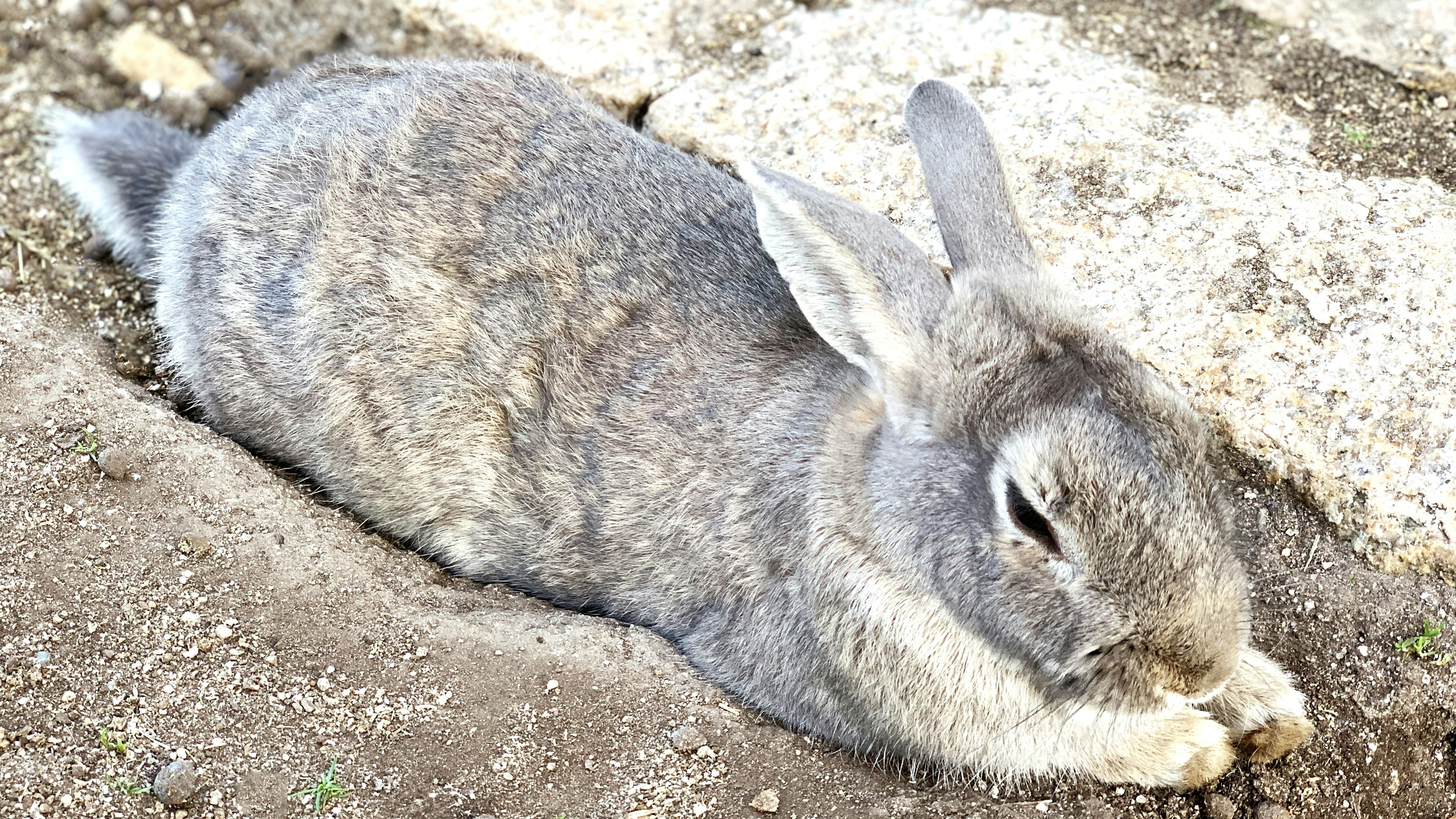 Lapin gris allongé sur le sol