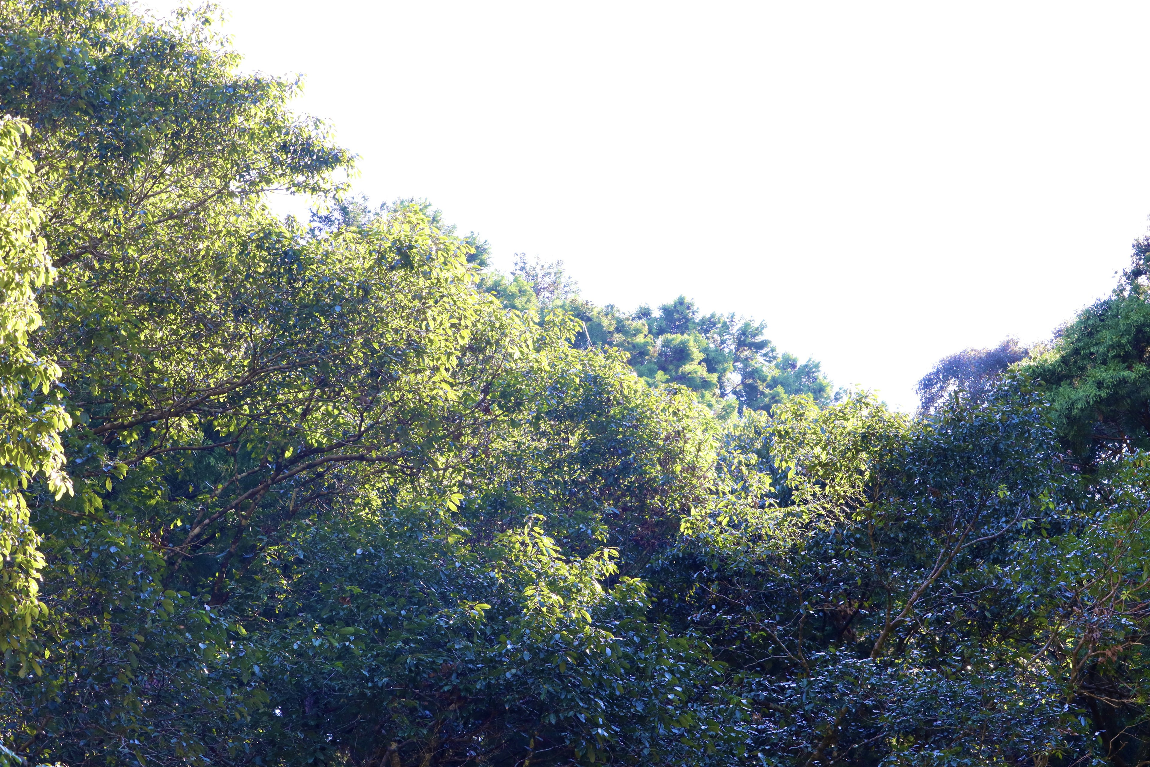 Végétation luxuriante avec des arbres et un ciel lumineux