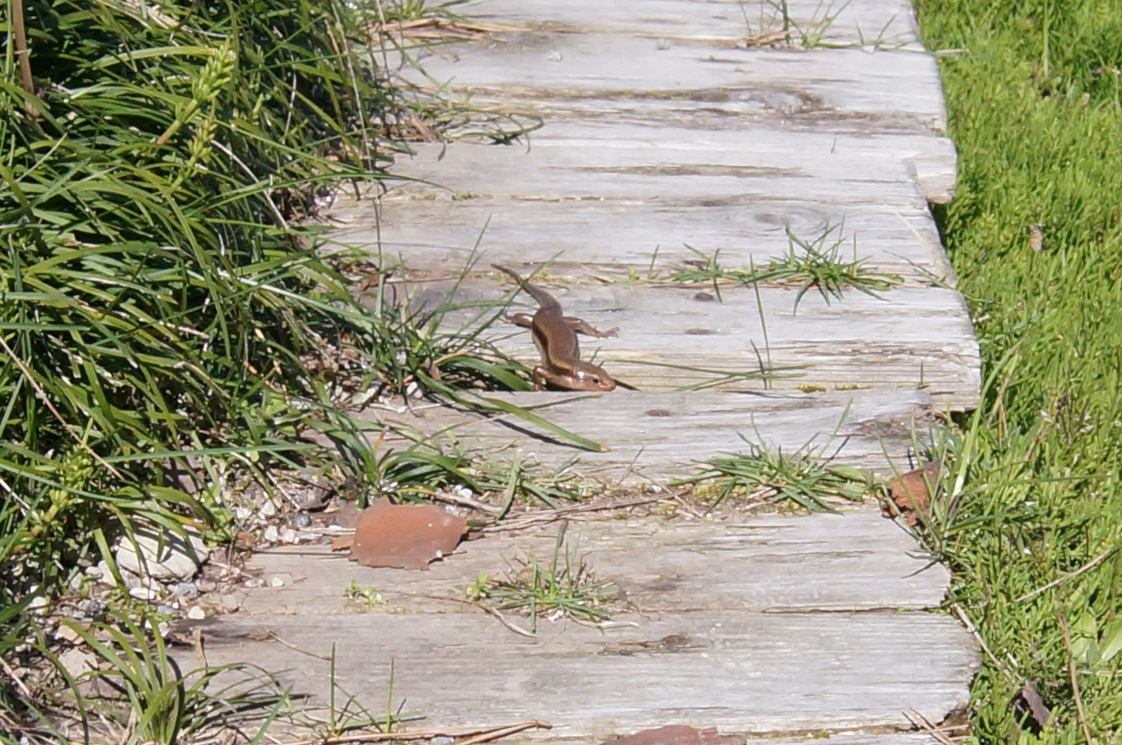 Wooden walkway surrounded by grass