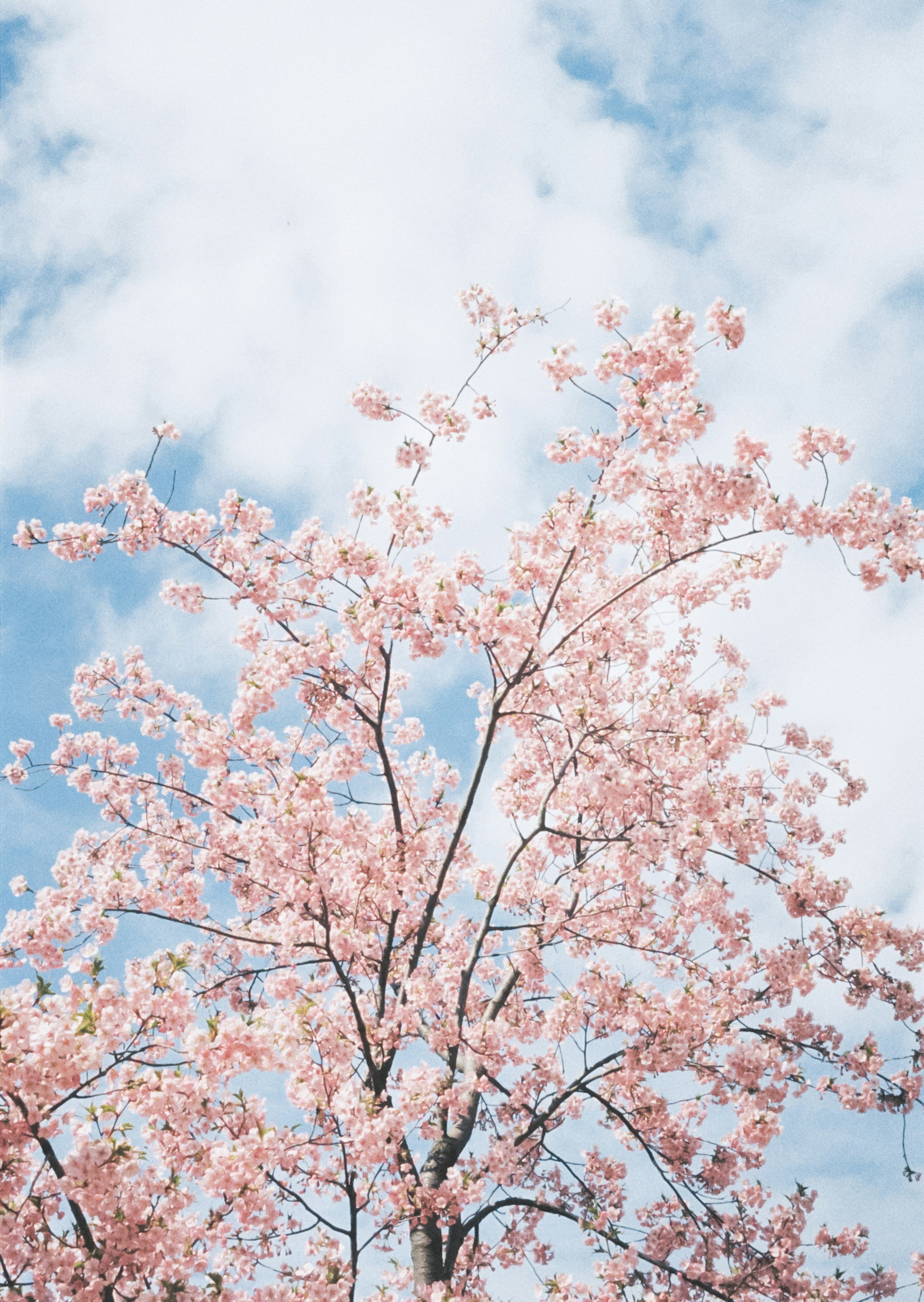 A flowering tree with pink blossoms under a blue sky