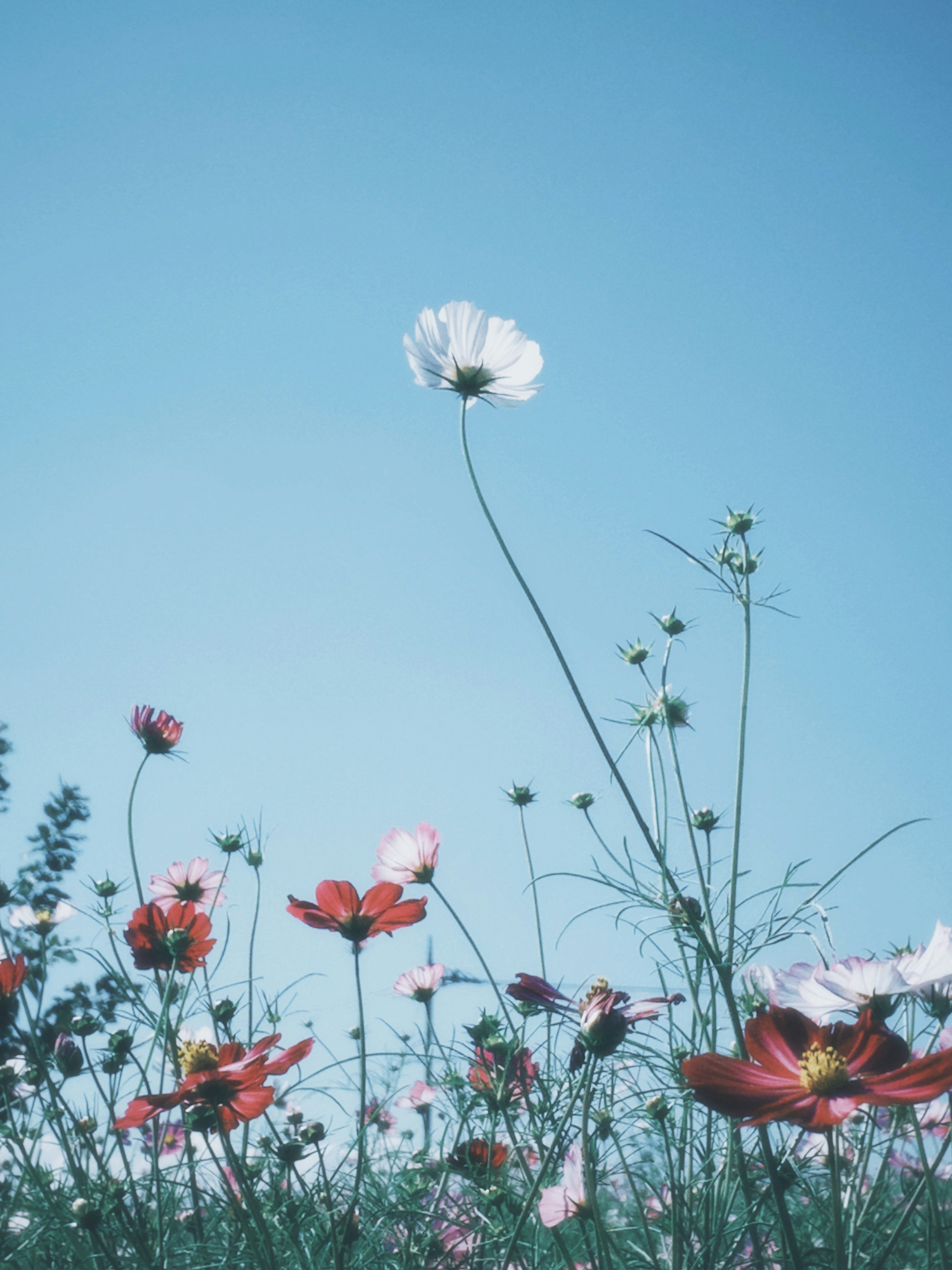 青空の下に咲く色とりどりの花々が広がる風景