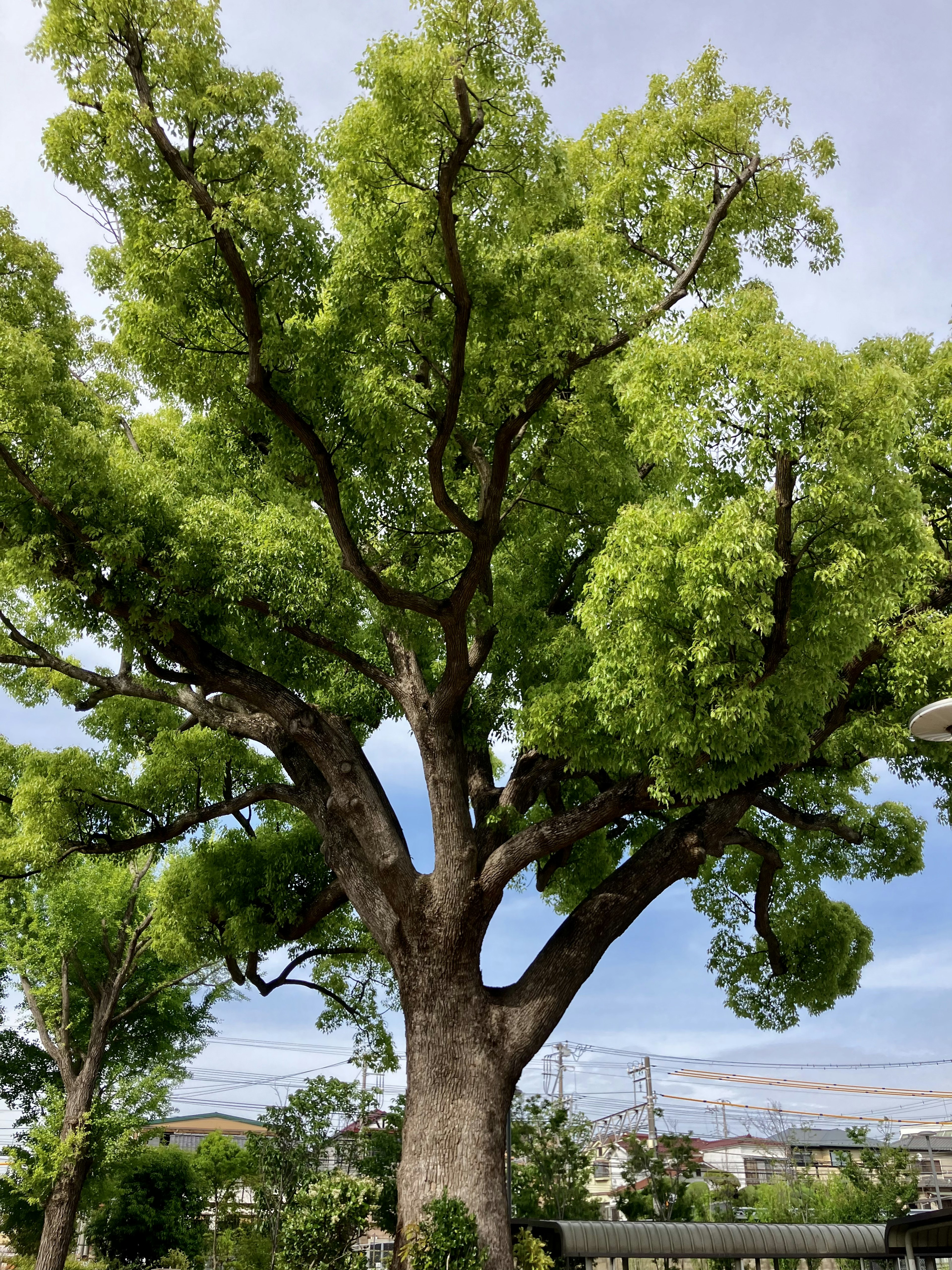 Ein großer Baum mit üppigem grünem Laub