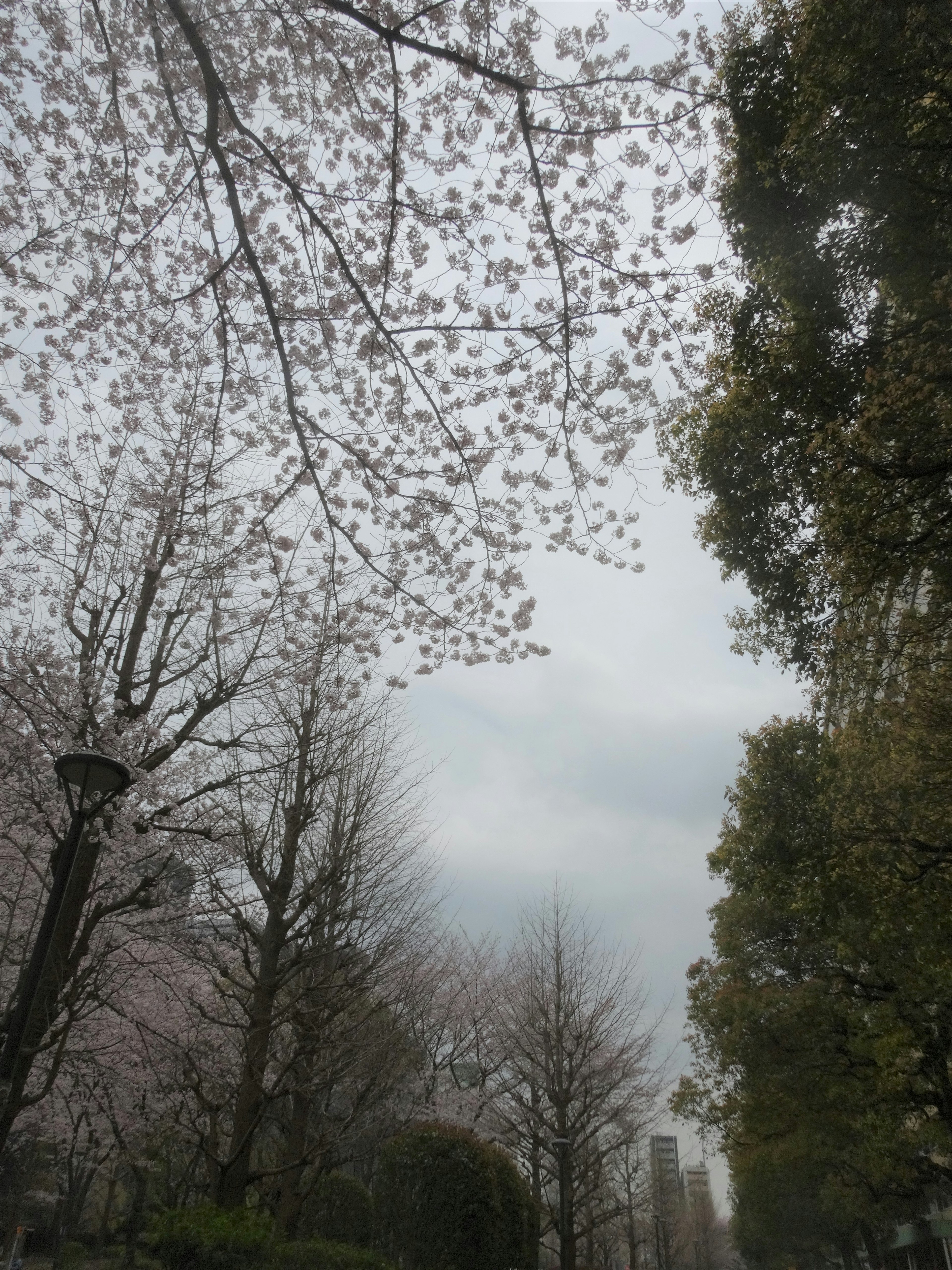 Kirschblütenbäume unter einem bewölkten Himmel