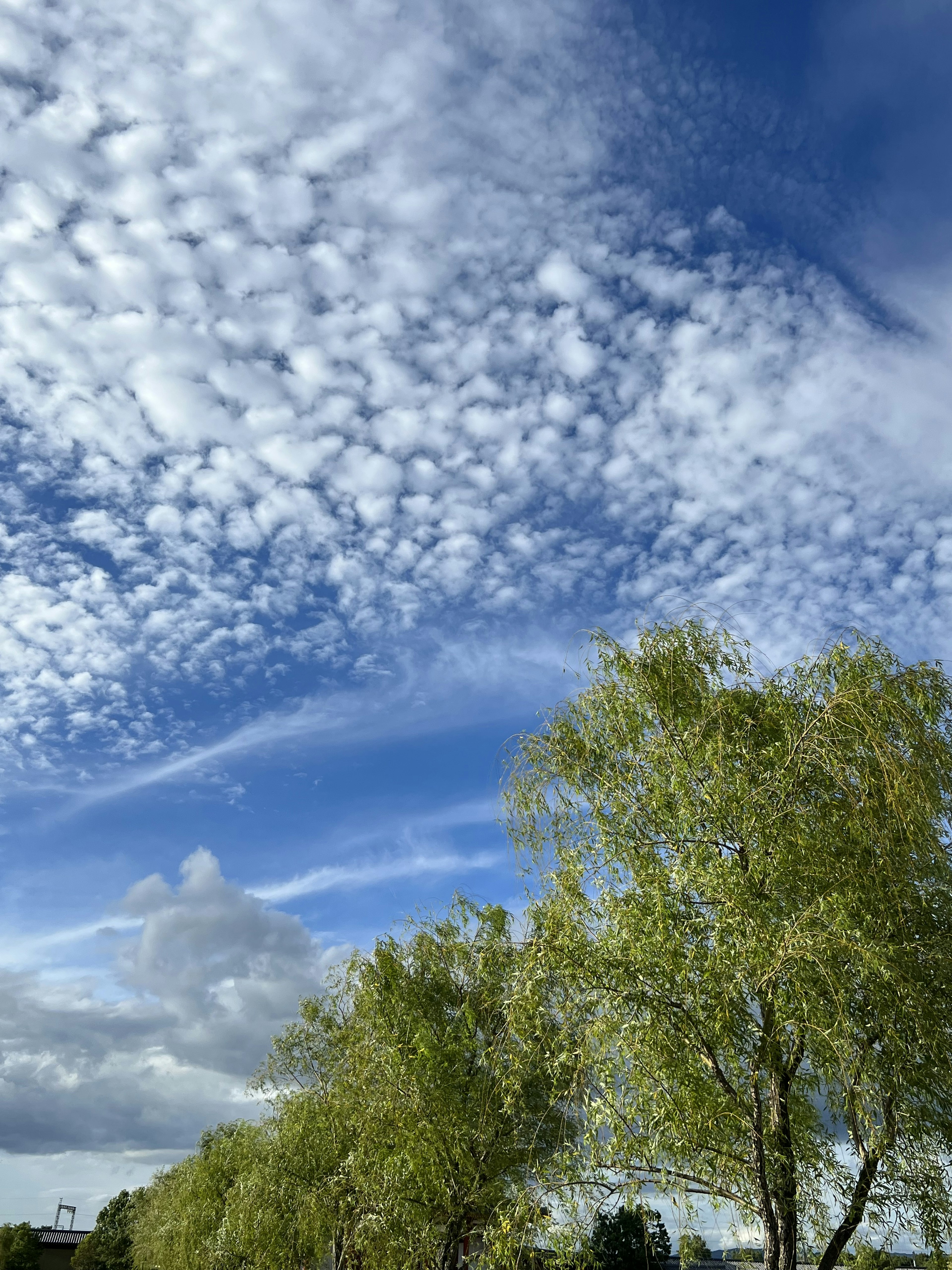 Pemandangan langit biru dengan awan putih berbulu dan pohon hijau