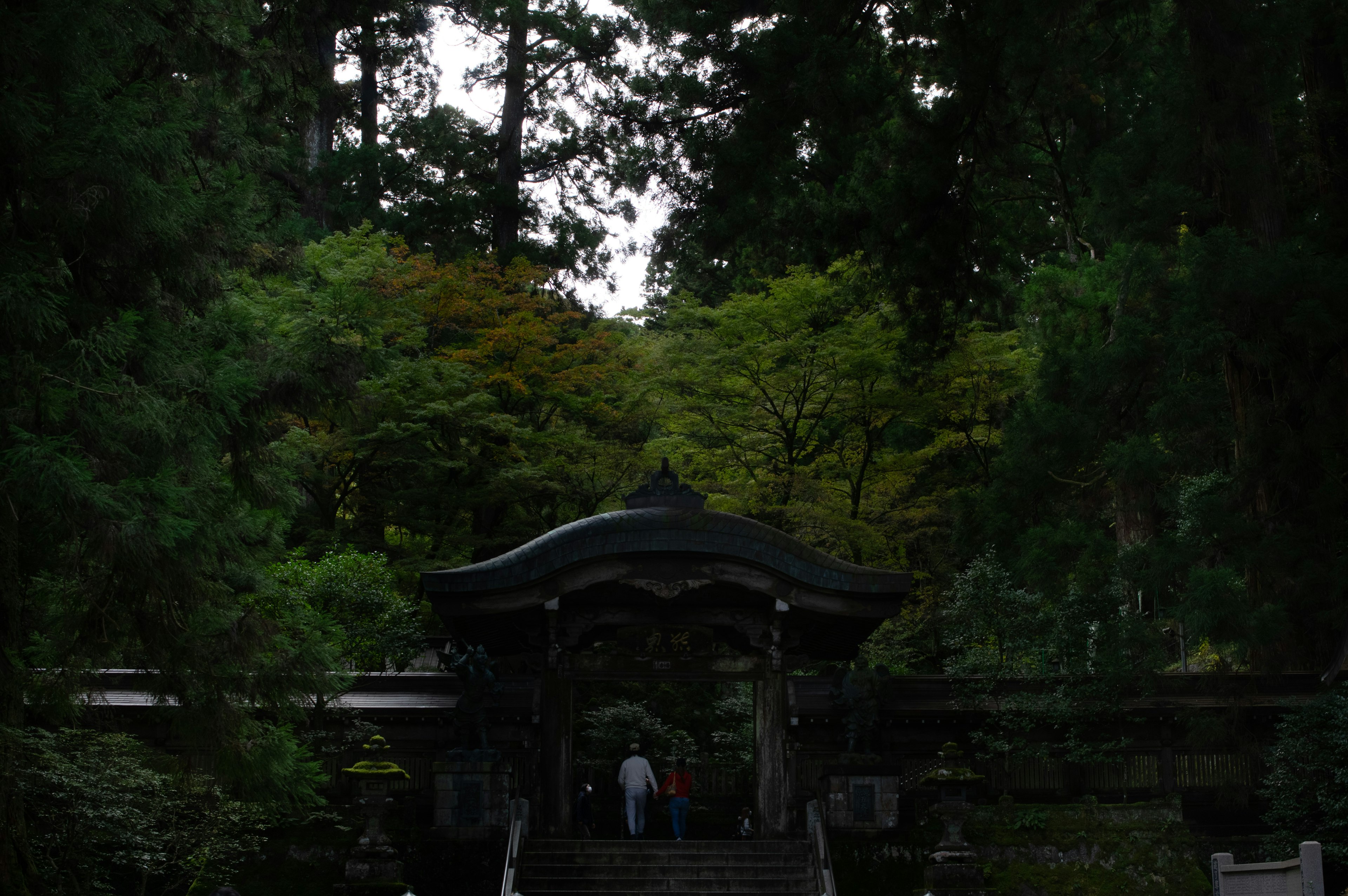 緑豊かな森の中にある美しい門と参道