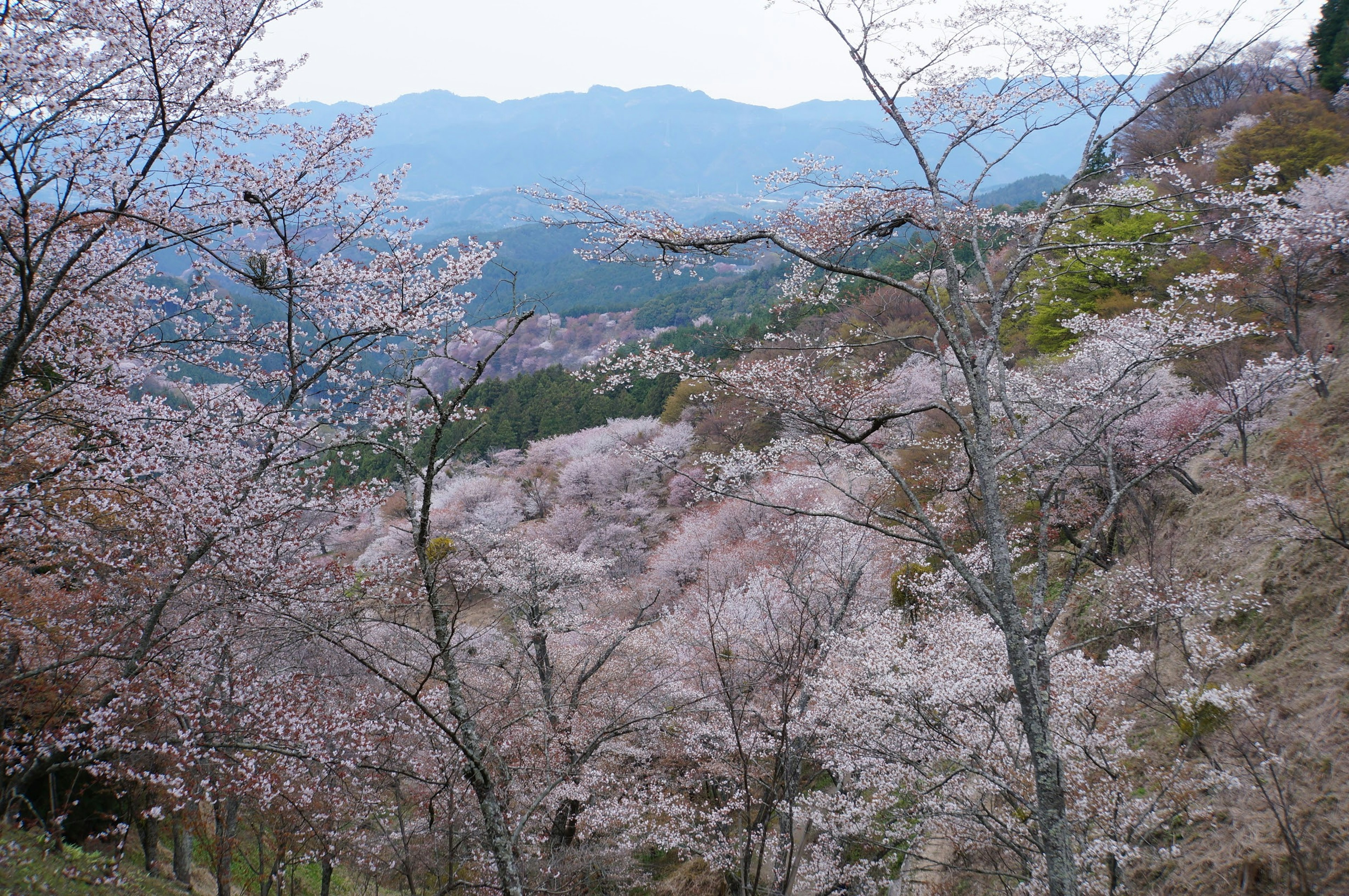 桜の花が咲く山々の風景