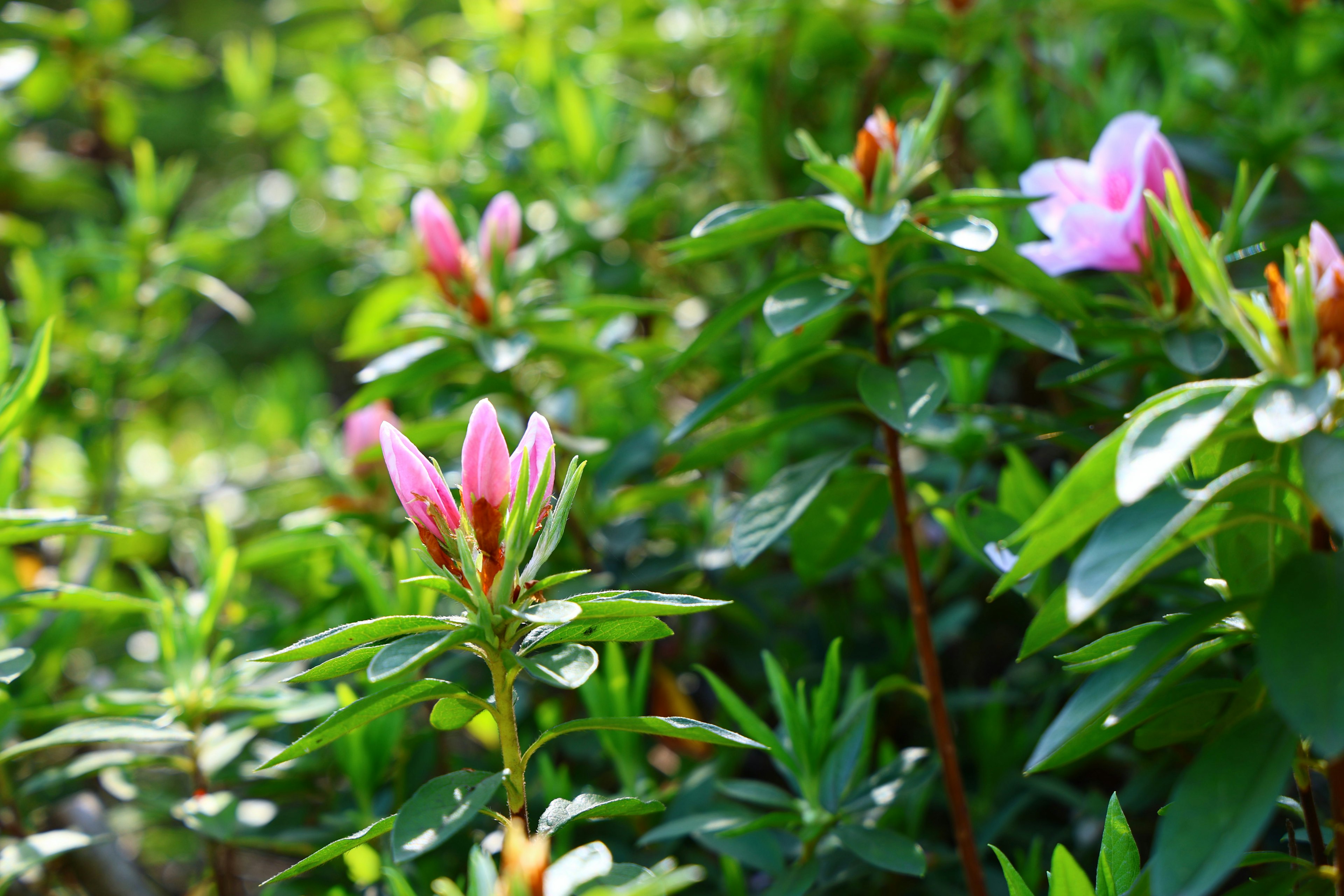 Primo piano di una pianta con foglie verdi e boccioli rosa