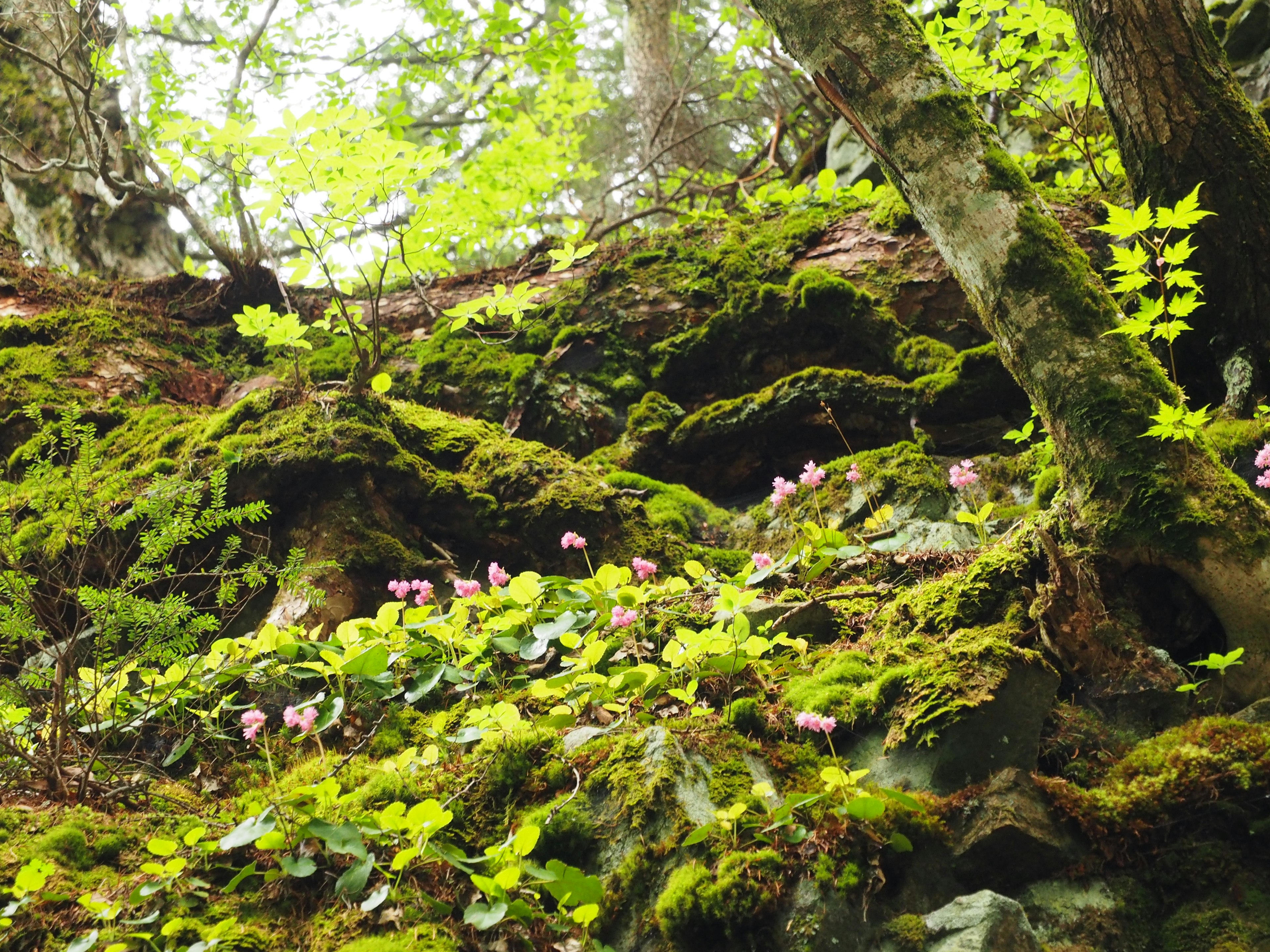 Natural landscape with green moss and blooming flowers at the base of trees