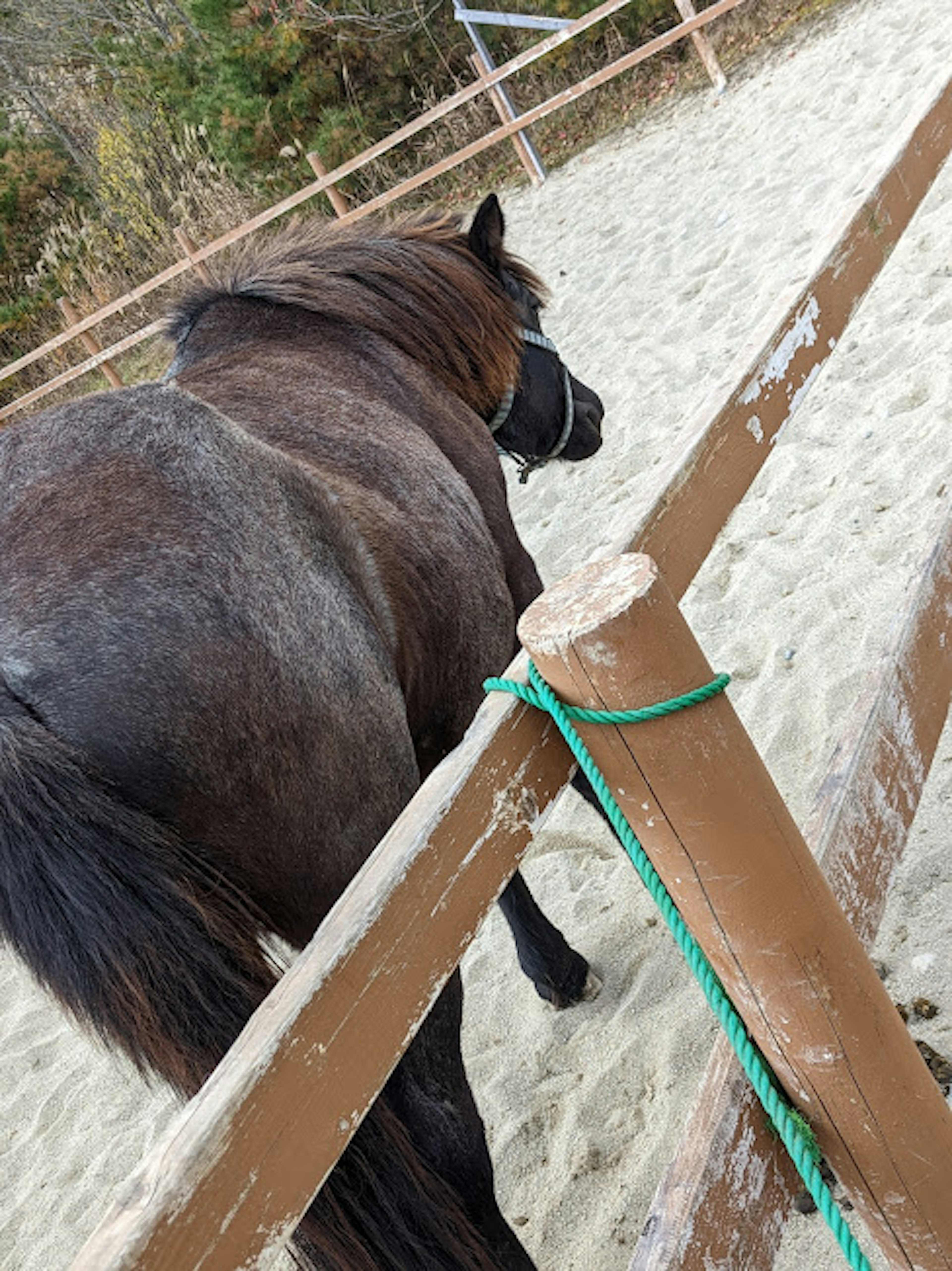 Vista trasera de un caballo cerca de una cerca de madera en un área arenosa