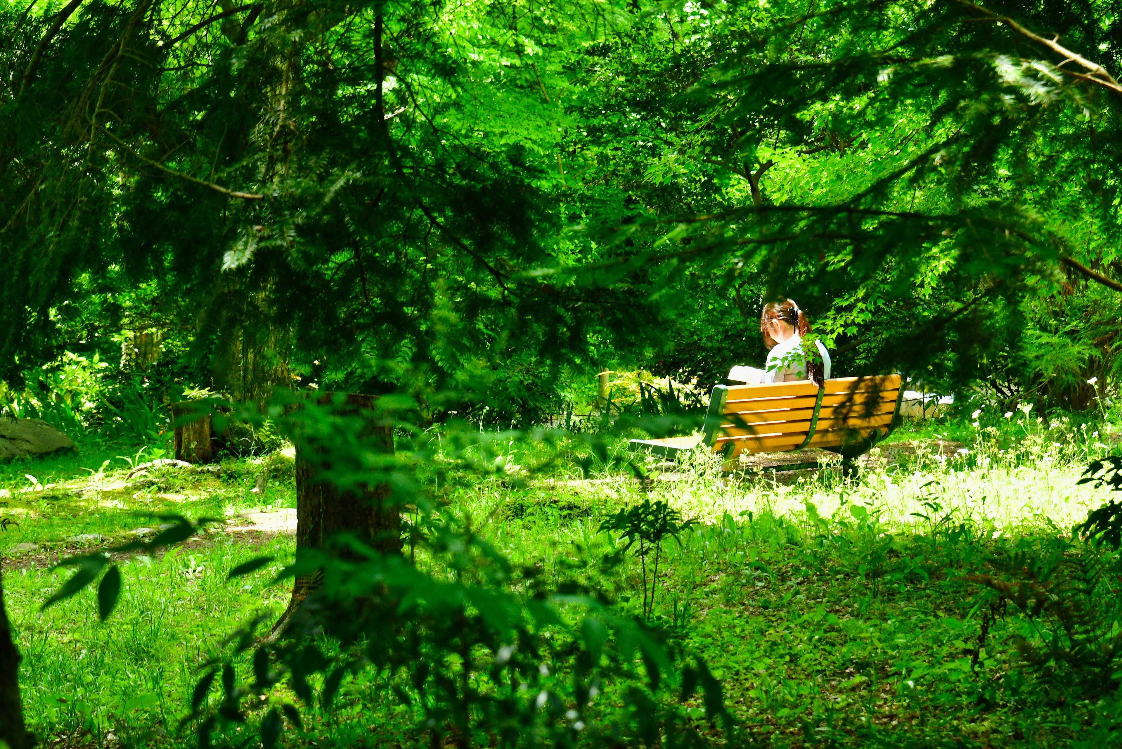 A person sitting on a bench in a lush green park