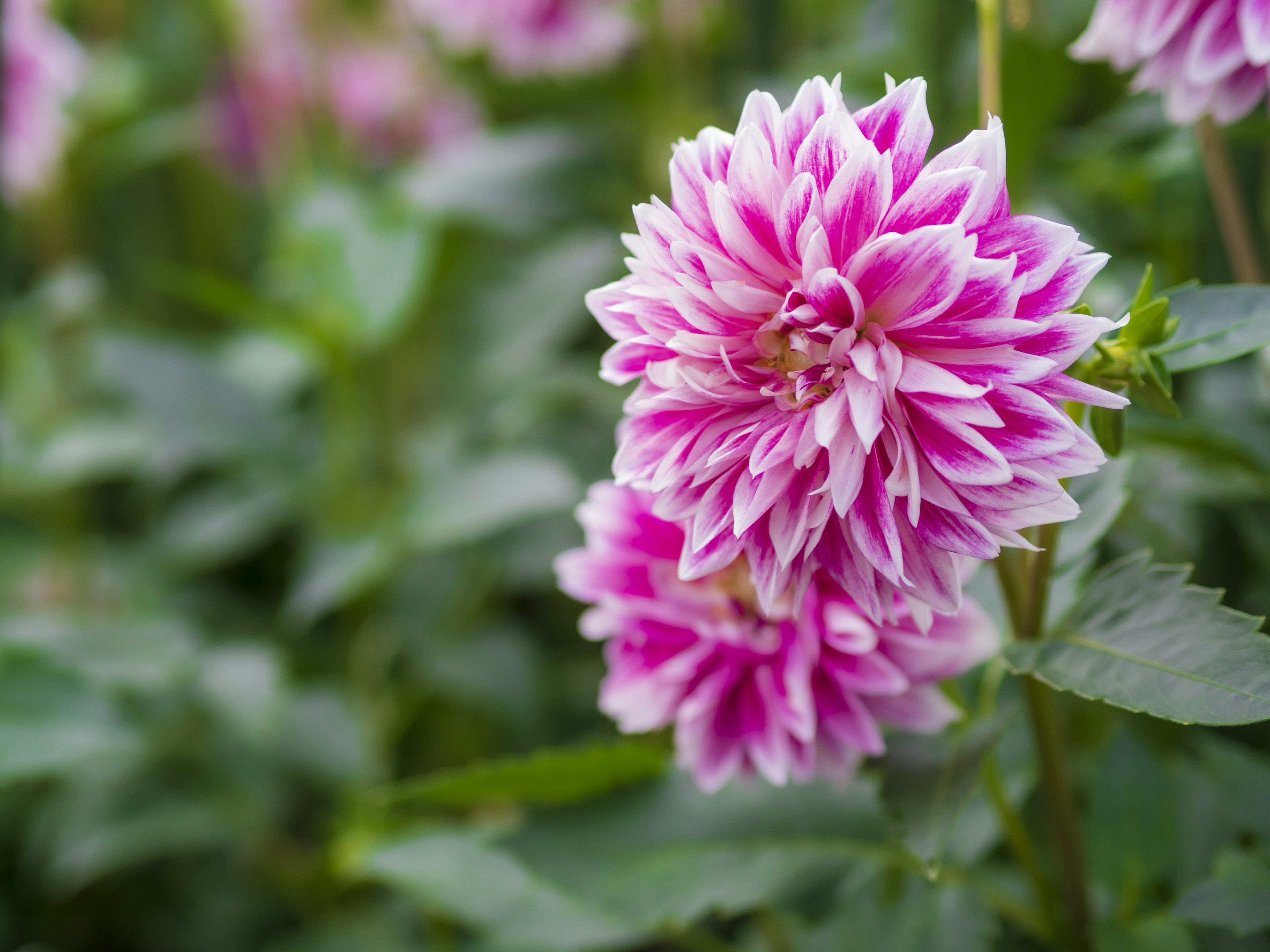 Bunga dahlia dengan kelopak merah muda dan putih mekar di antara daun hijau