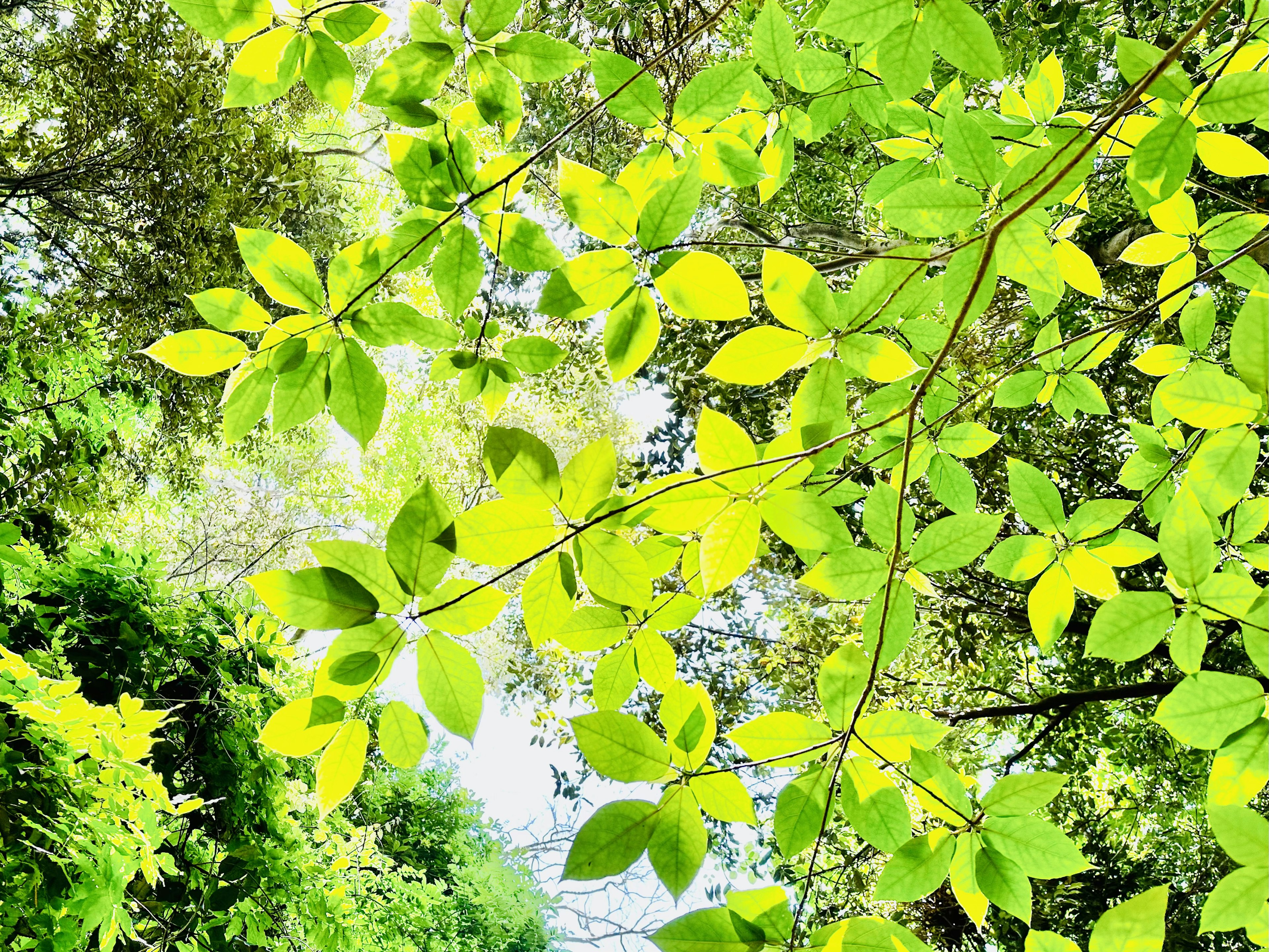 Bright natural light filtering through lush green leaves