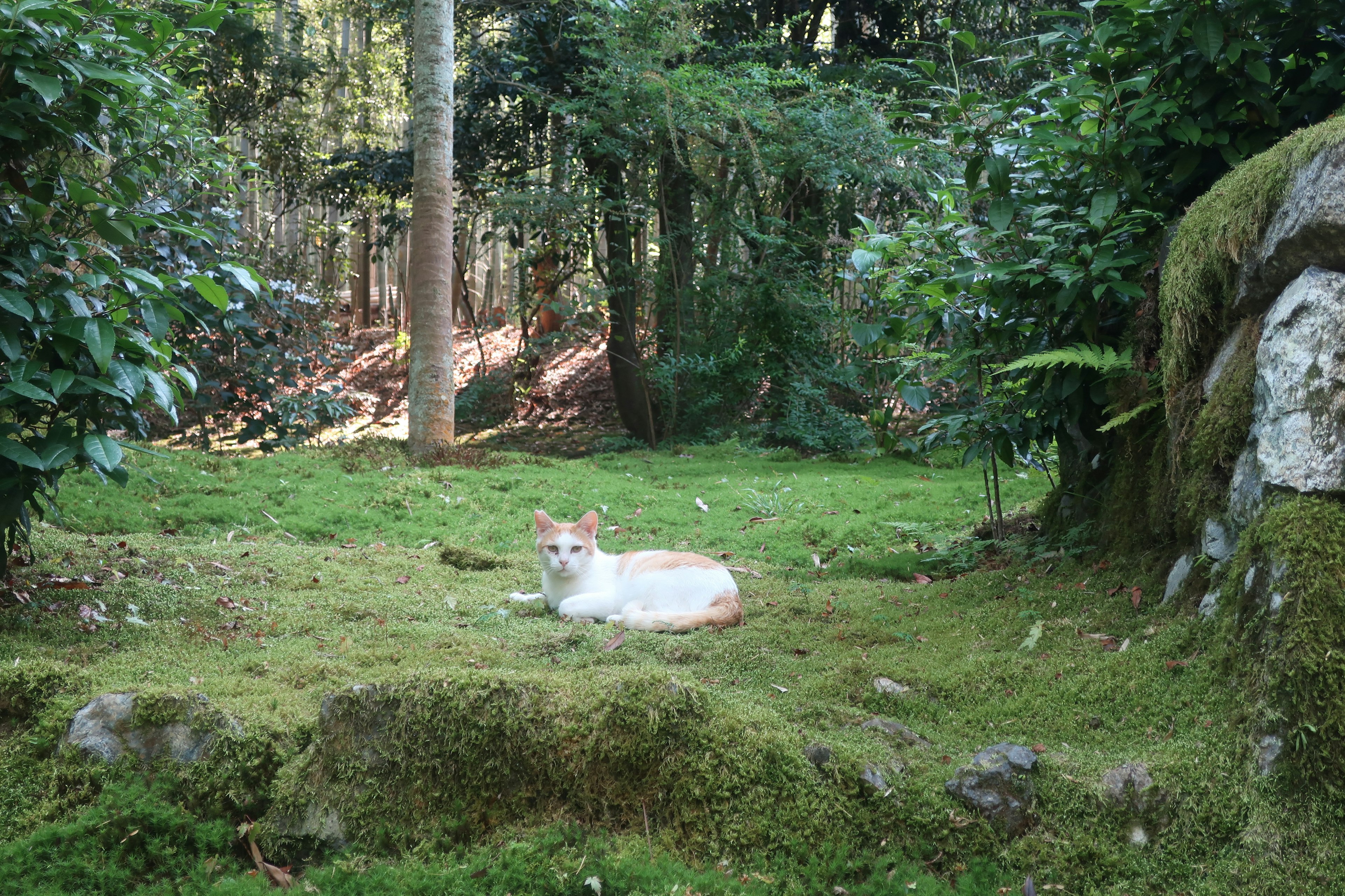 Eine weiße Katze, die auf dem Gras in einem Wald liegt