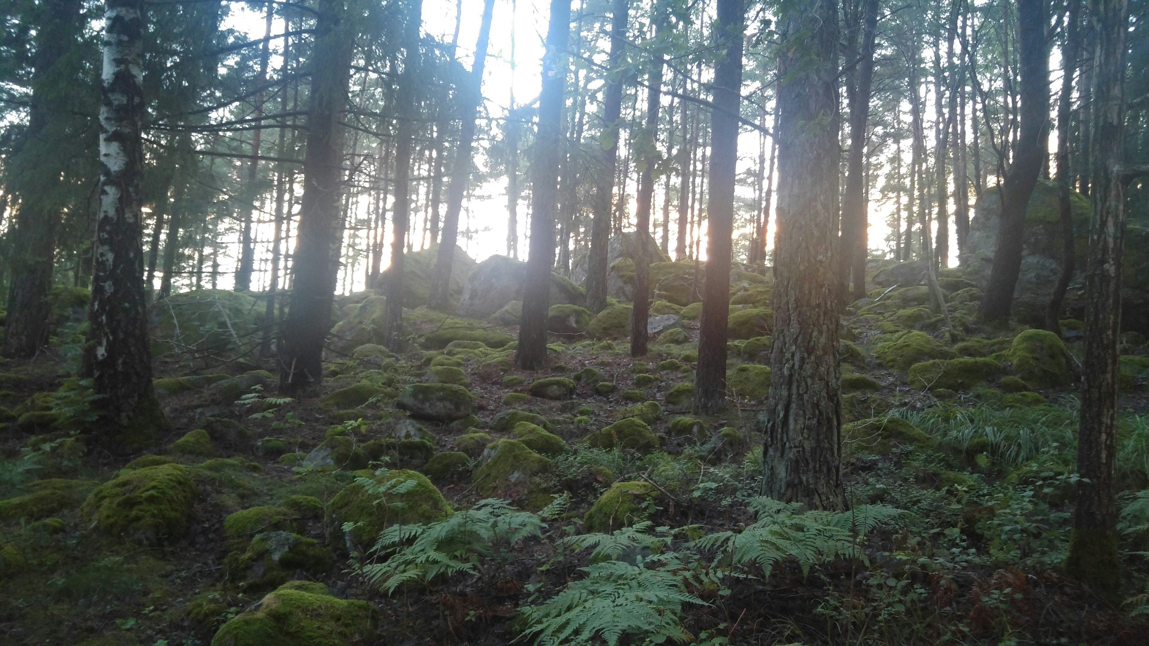 A forest scene featuring tall trees and lush green moss