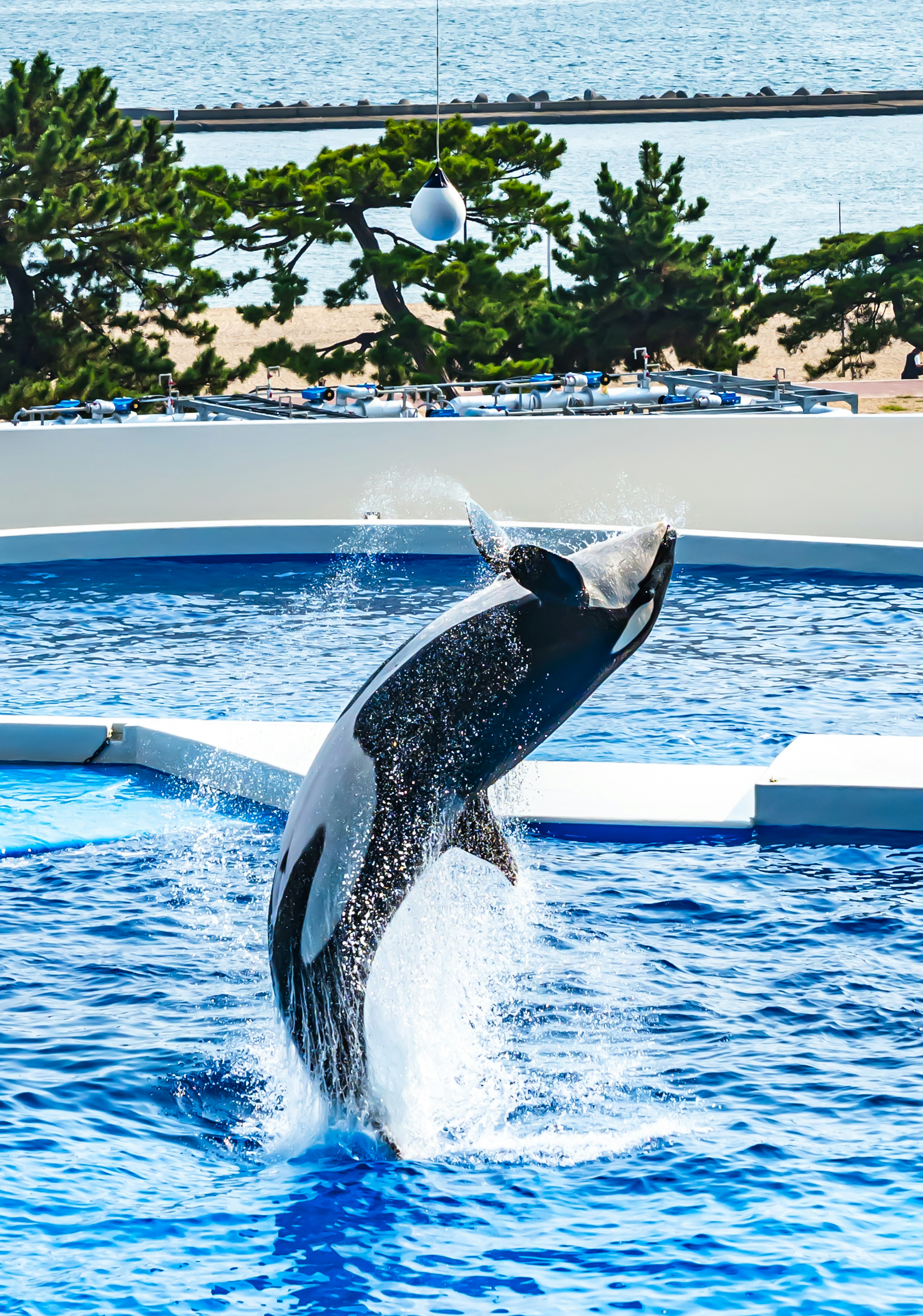 Orca springt aus dem Wasser und erzeugt einen Spritzer