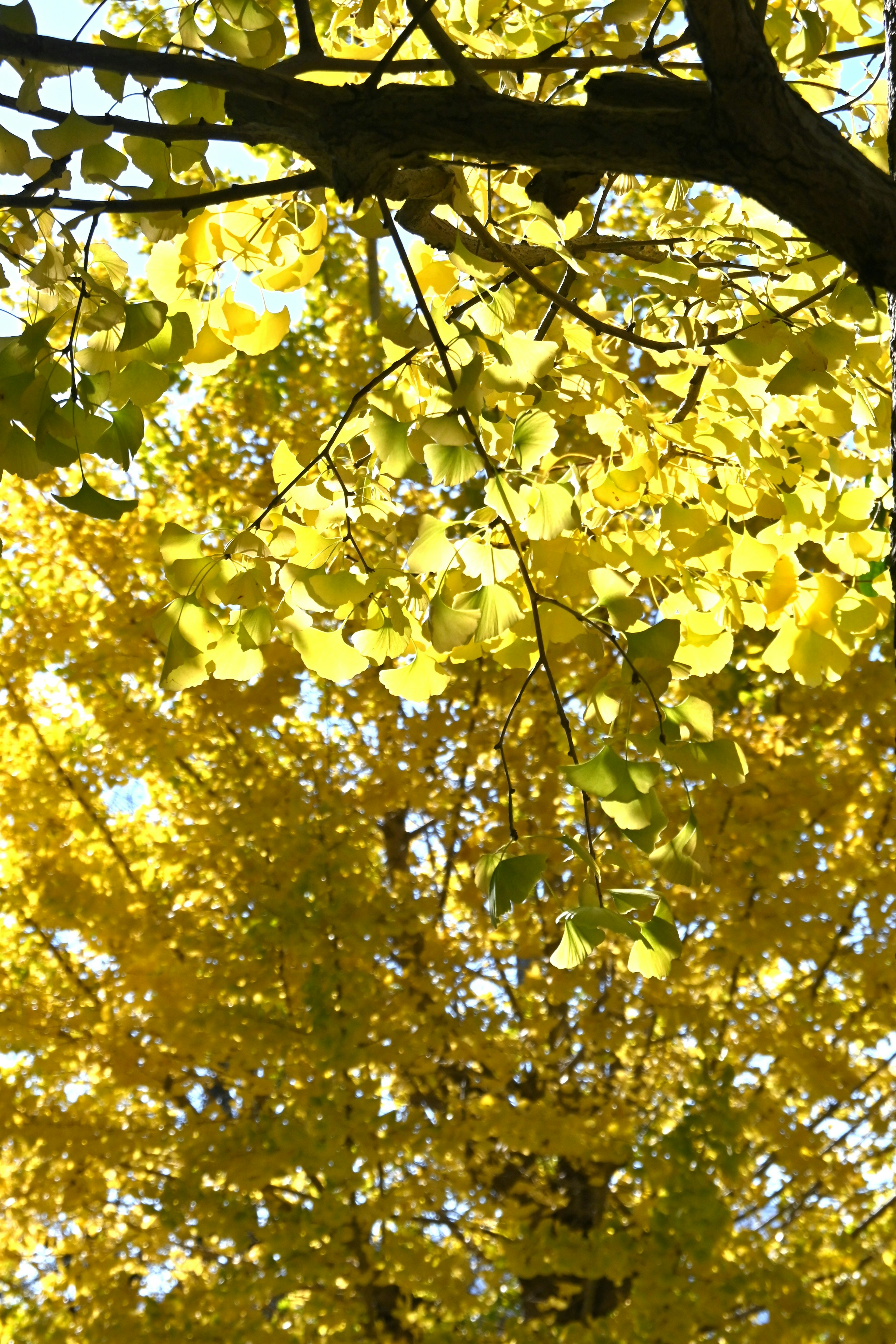 Image capturing the upper part of a tree with vibrant yellow leaves