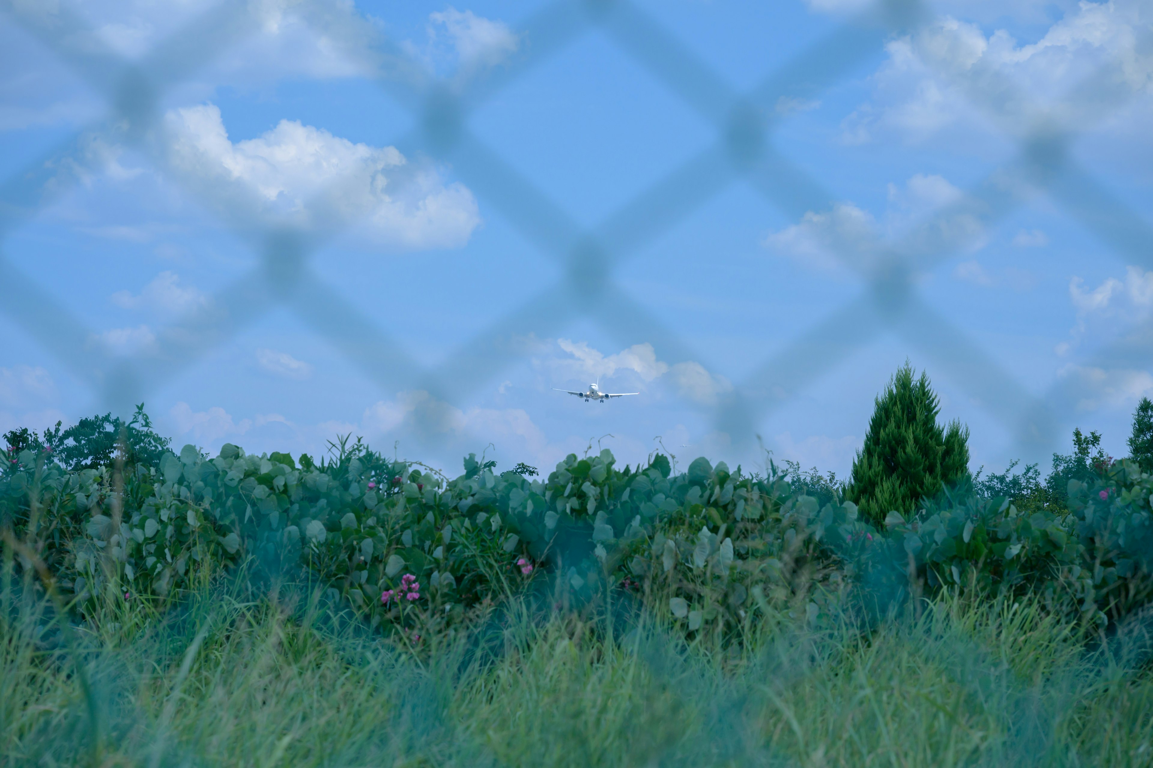 Aereo che vola in un cielo blu con nuvole visto attraverso una recinzione e vegetazione verde