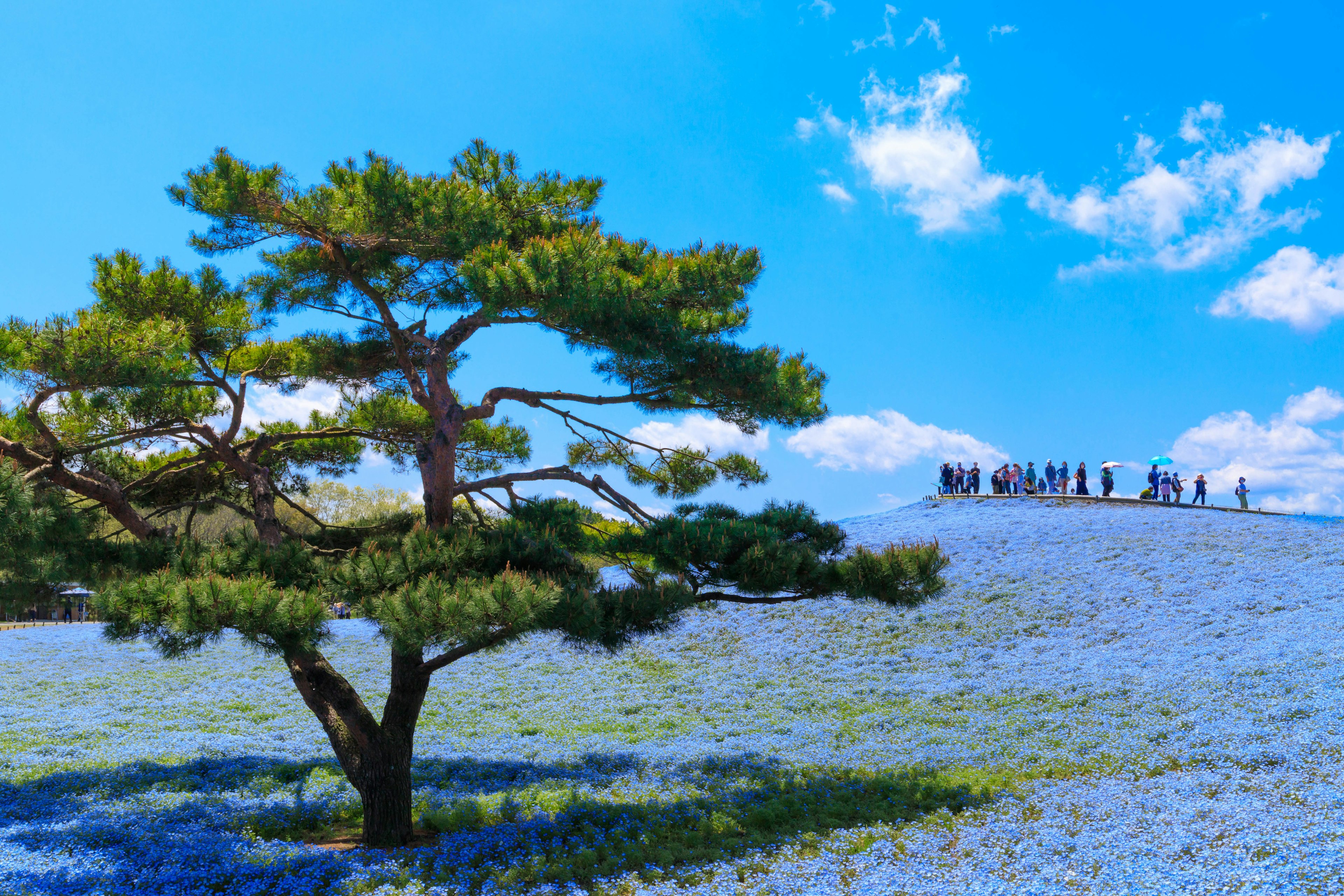 A pine tree surrounded by blue flowers with a group of visitors in the background