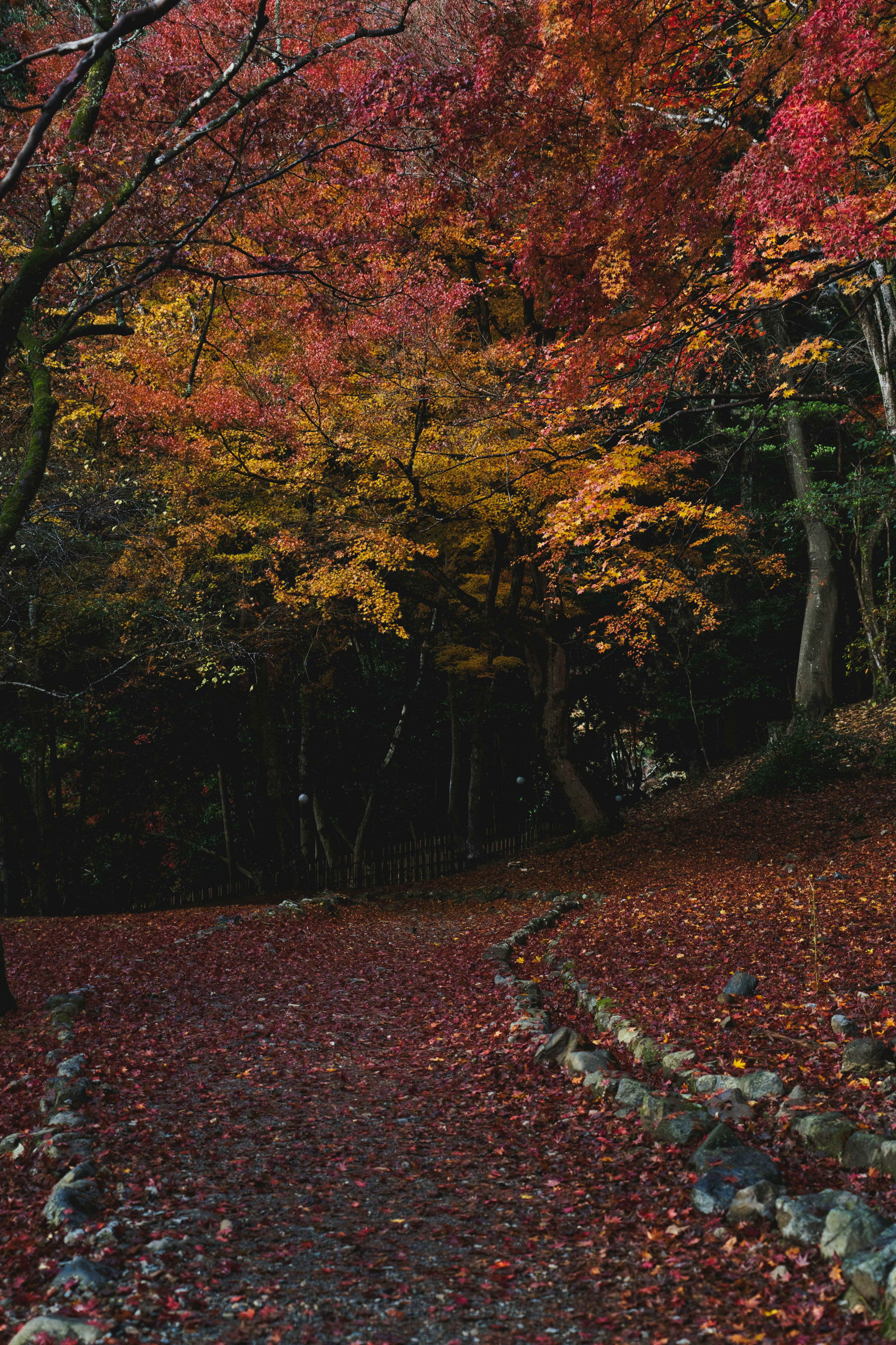 Pathway lined with autumn leaves and colorful trees