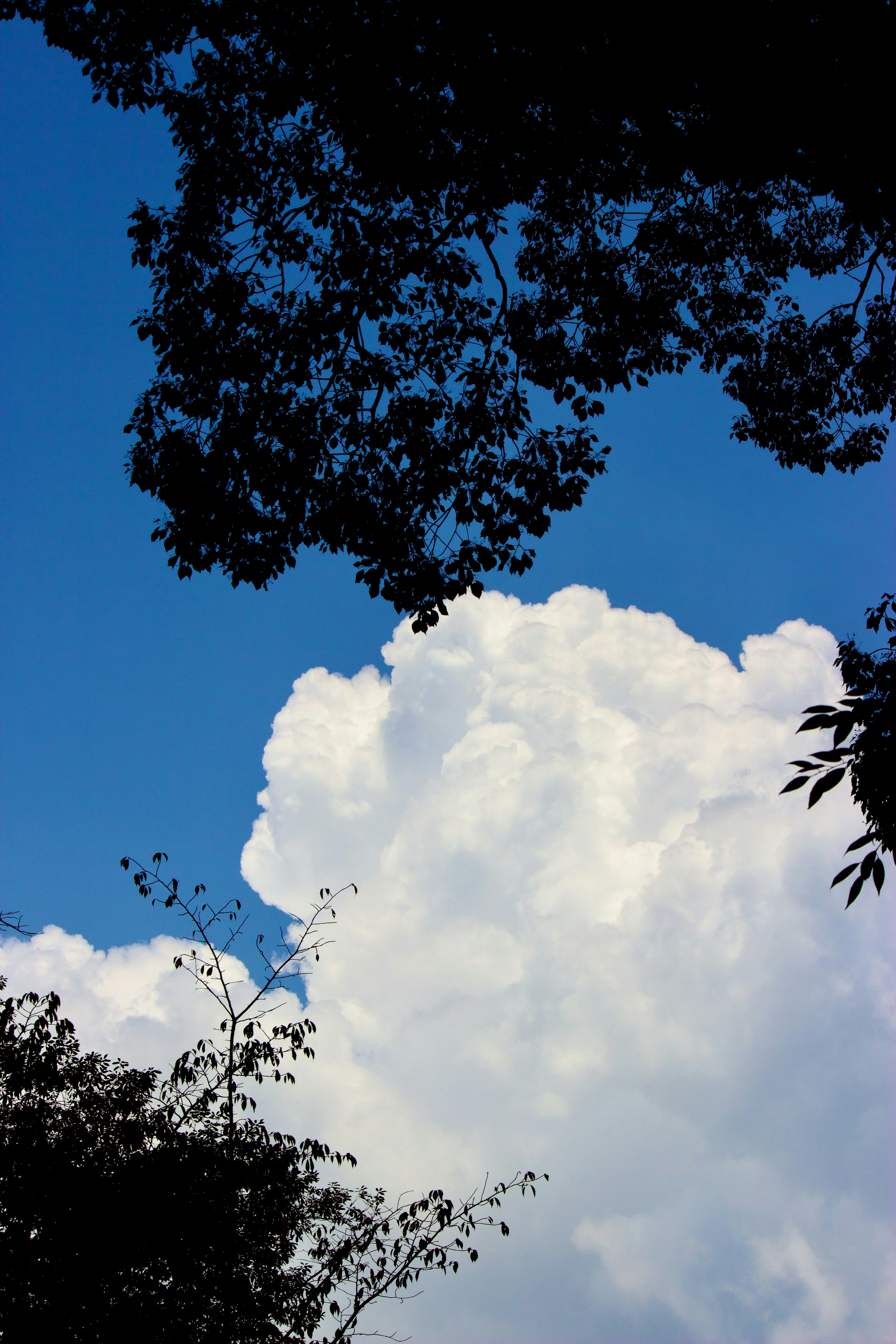 Nuages blancs sur un ciel bleu encadrés par des silhouettes d'arbres