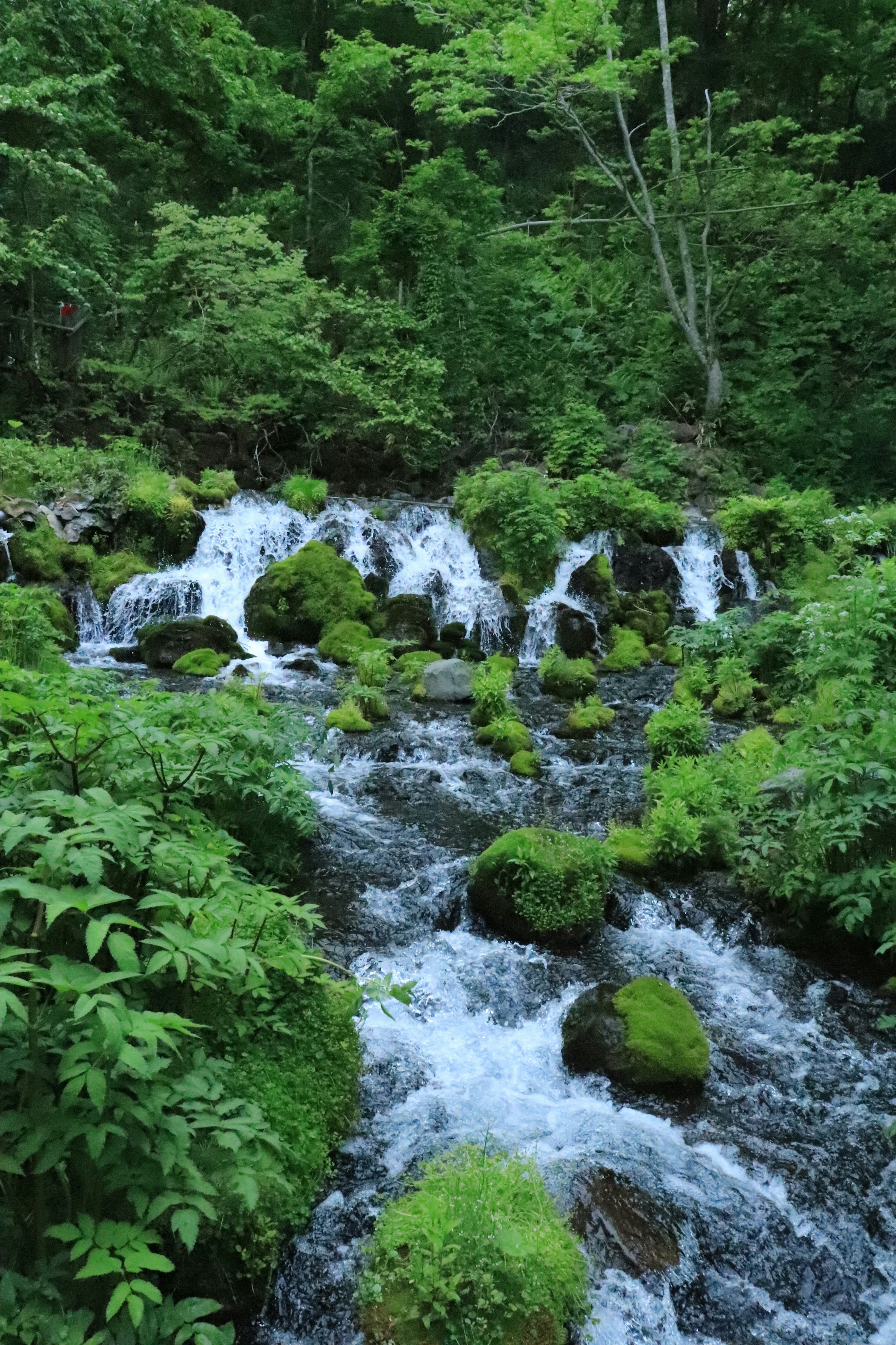 Un ruisseau qui coule à travers une forêt verdoyante avec des rochers couverts de mousse