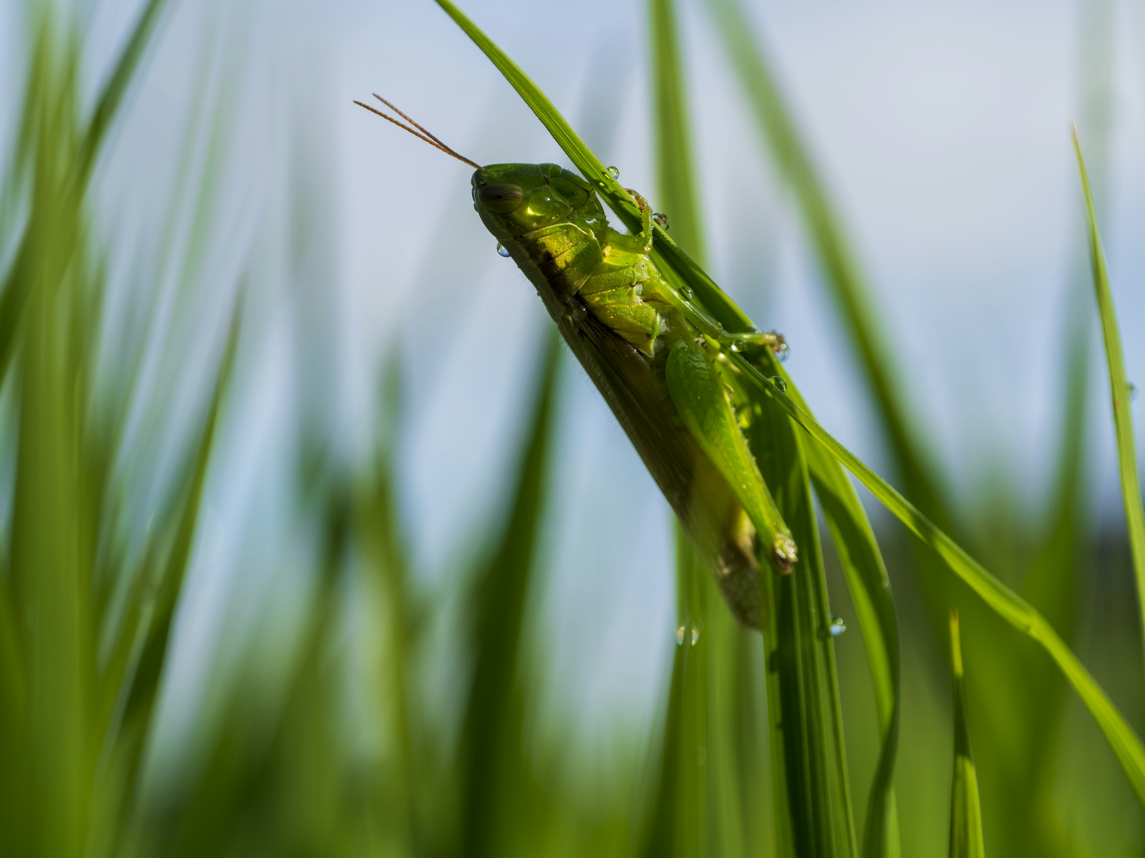 Close-up of a green grasshopper among tall grass