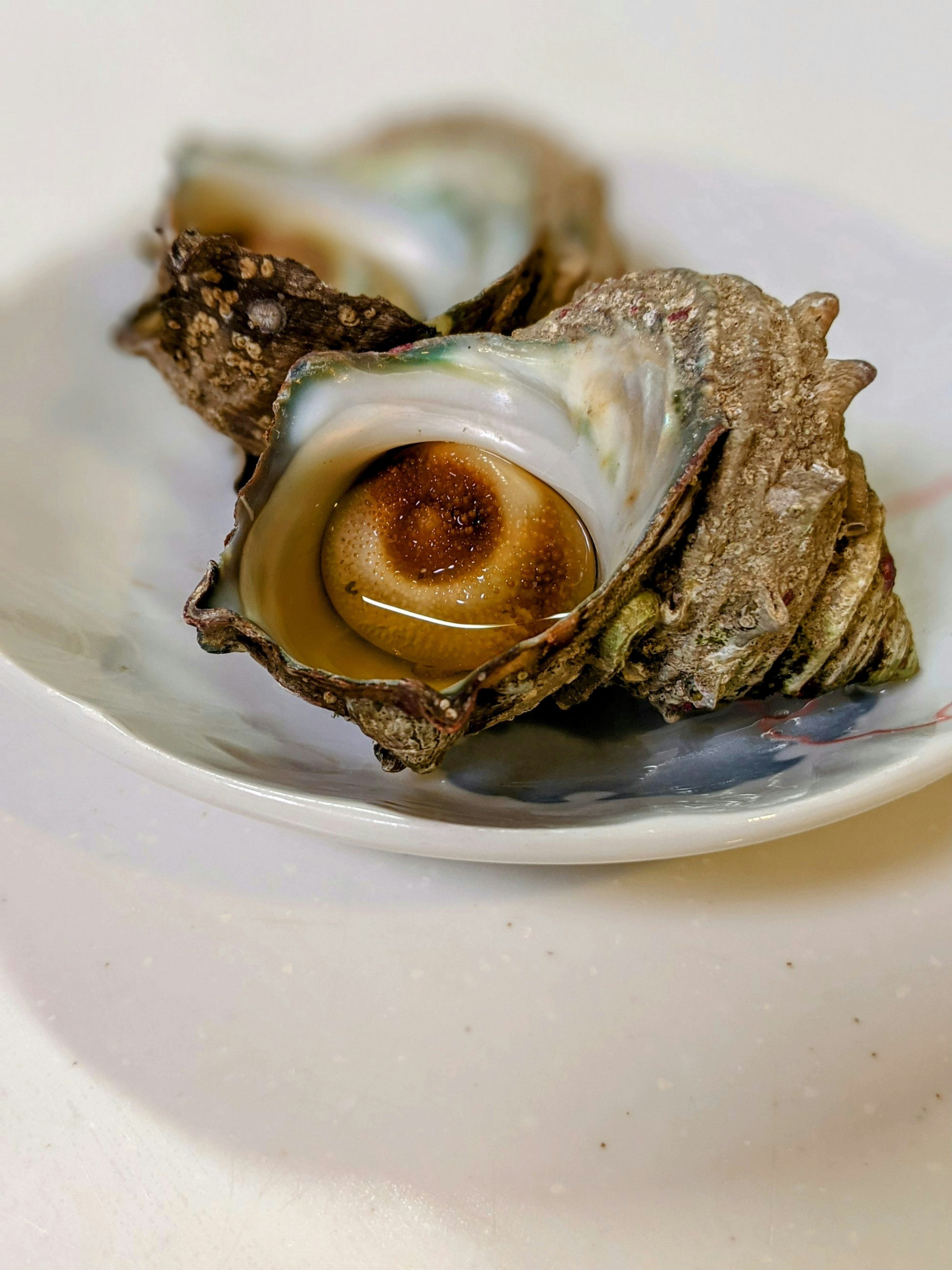 Dos ostras frescas en un plato blanco