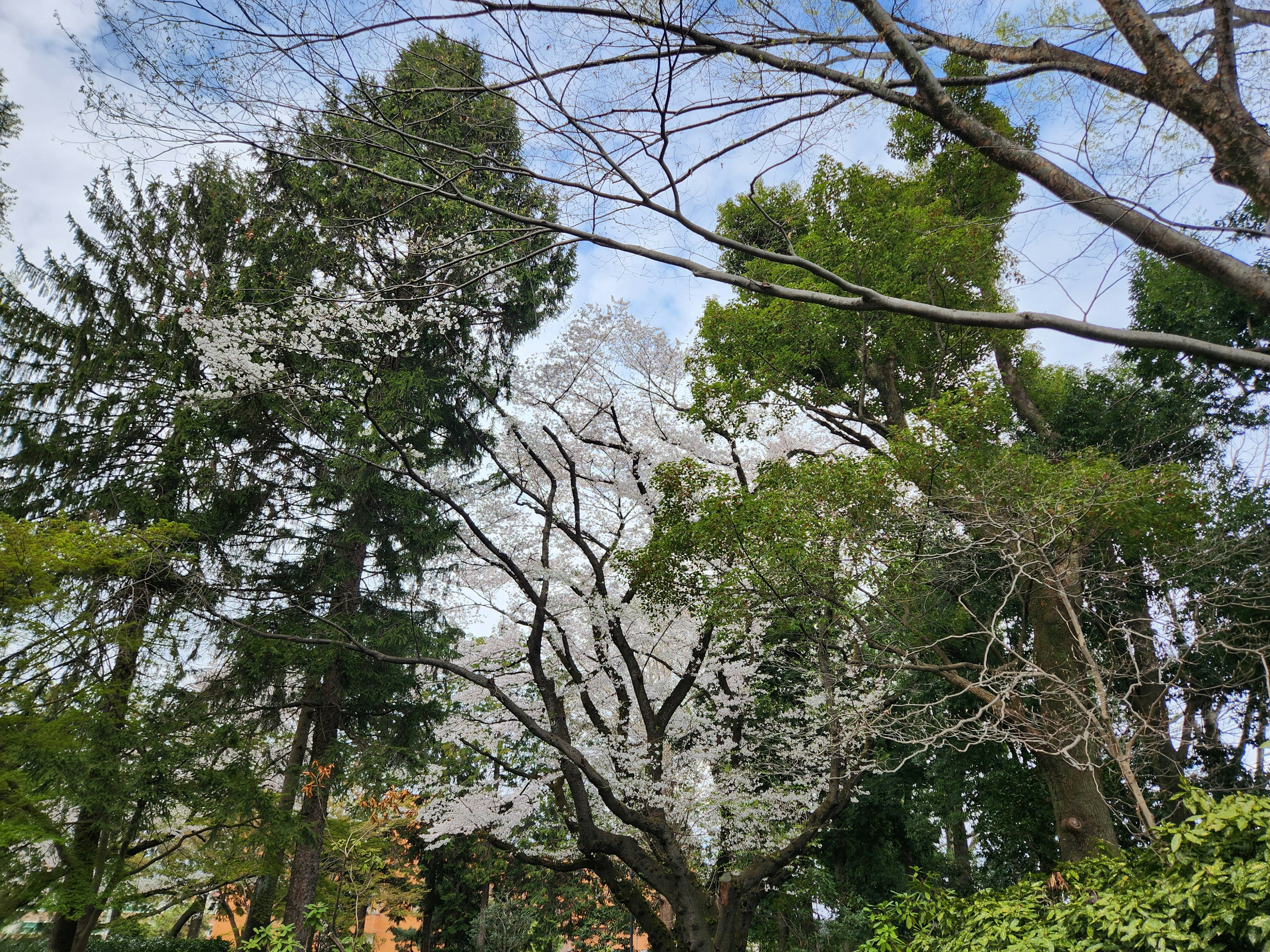 Vista escénica de flores de cerezo floreciendo bajo un cielo azul con árboles verdes