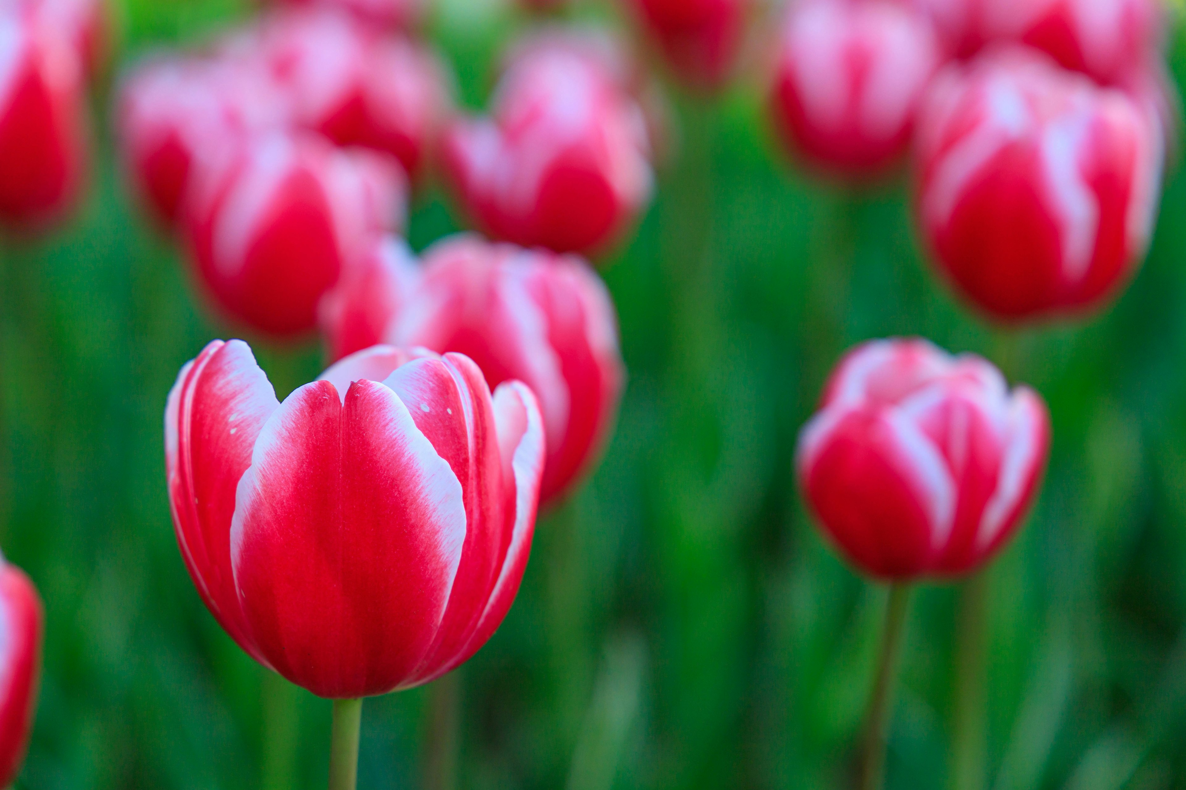 Pemandangan indah dari tulip merah yang mekar dengan ujung putih