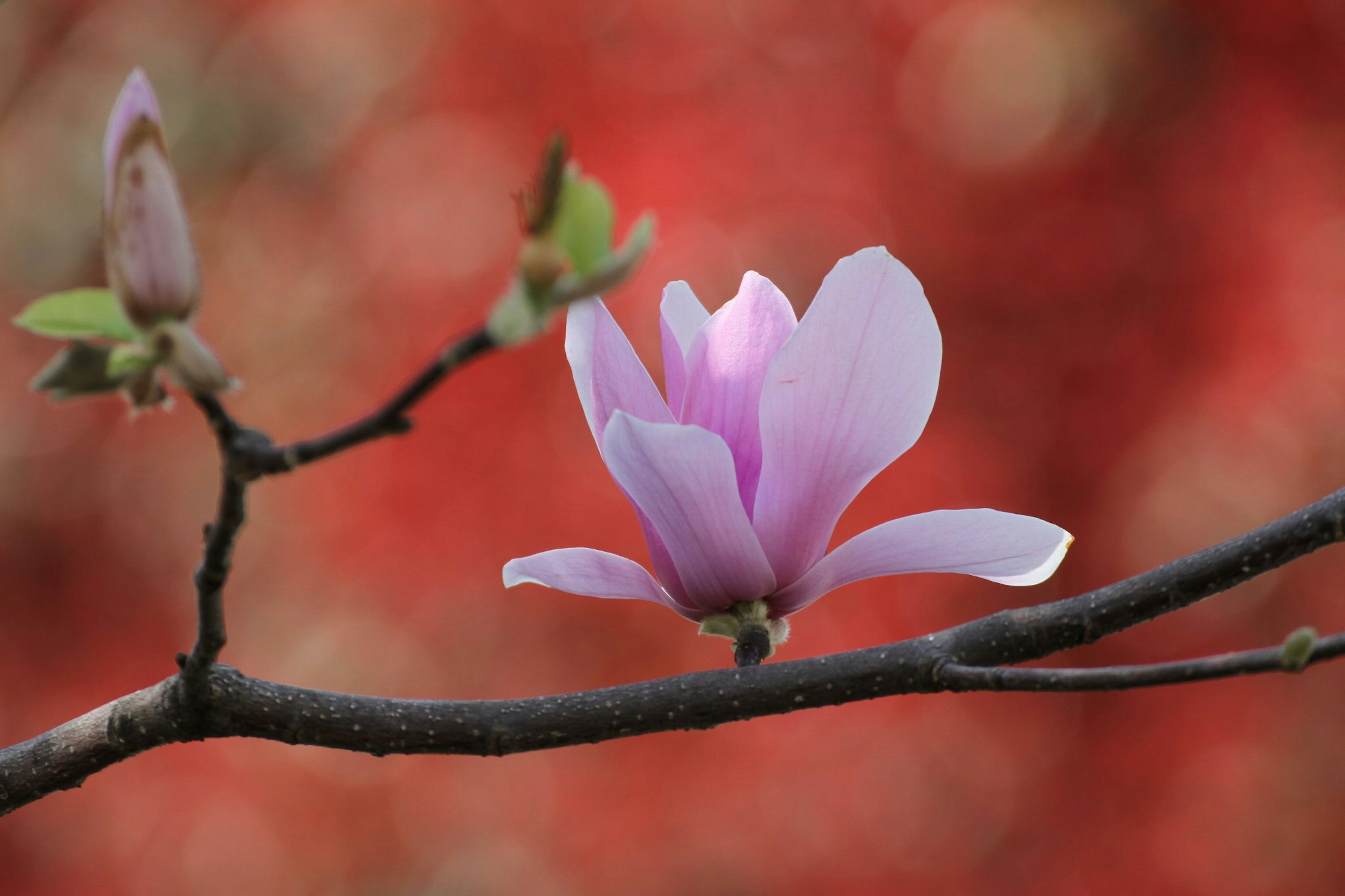 Gros plan d'une branche de magnolia avec une fleur rose sur fond rouge flou