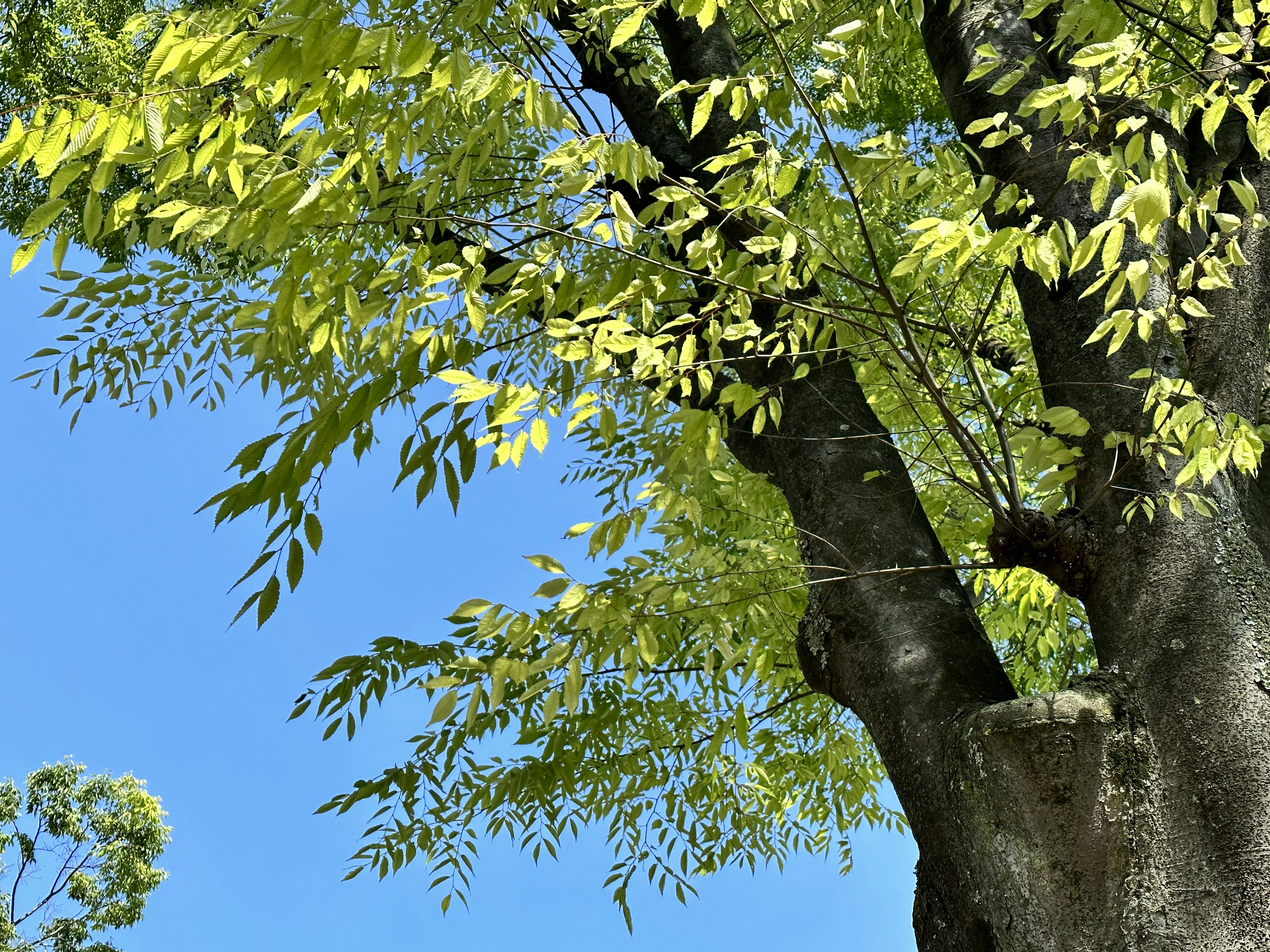 Baum mit grünen Blättern und dickem Stamm vor blauem Himmel