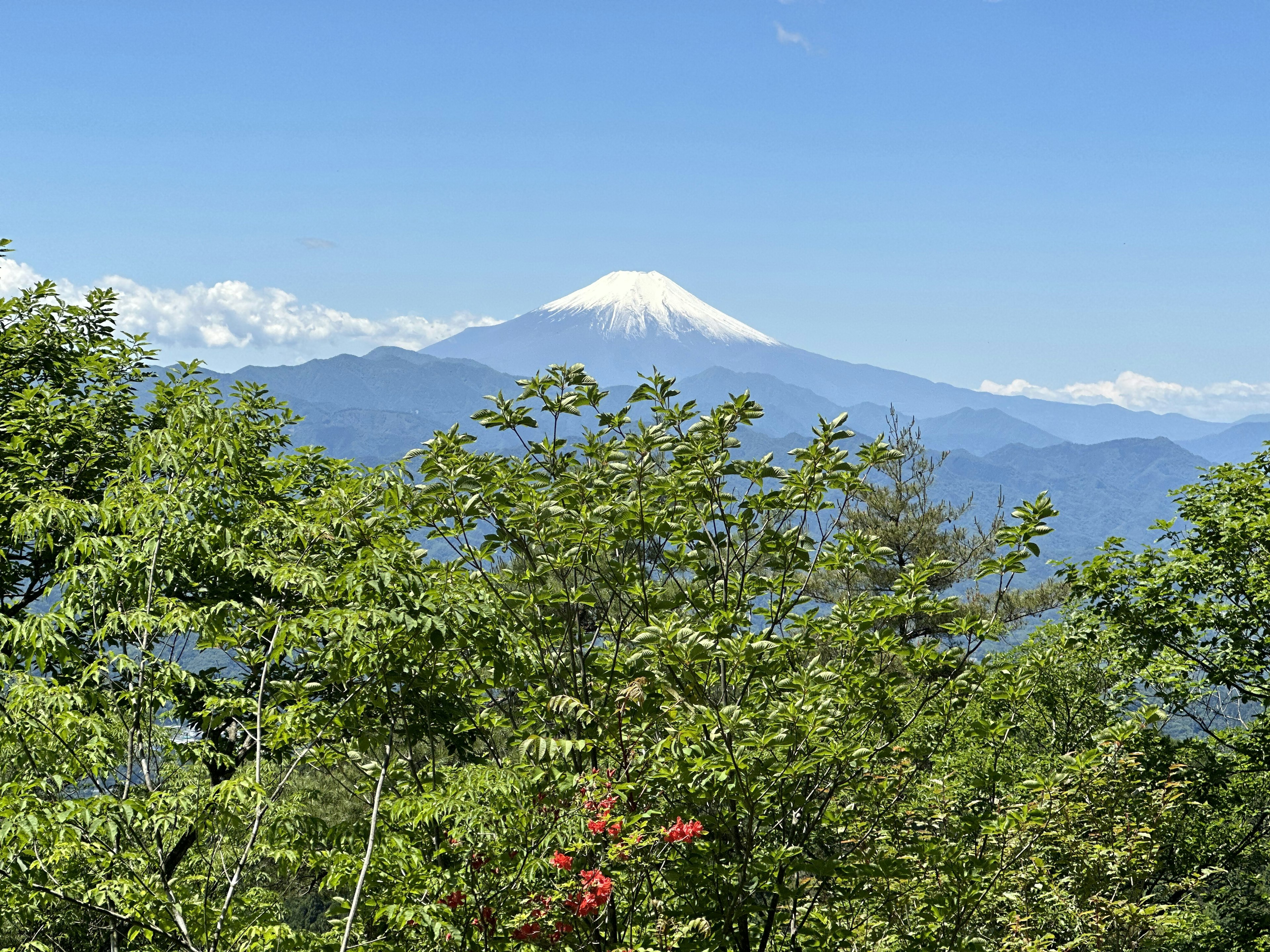 青空の下に富士山が見える緑の木々の風景