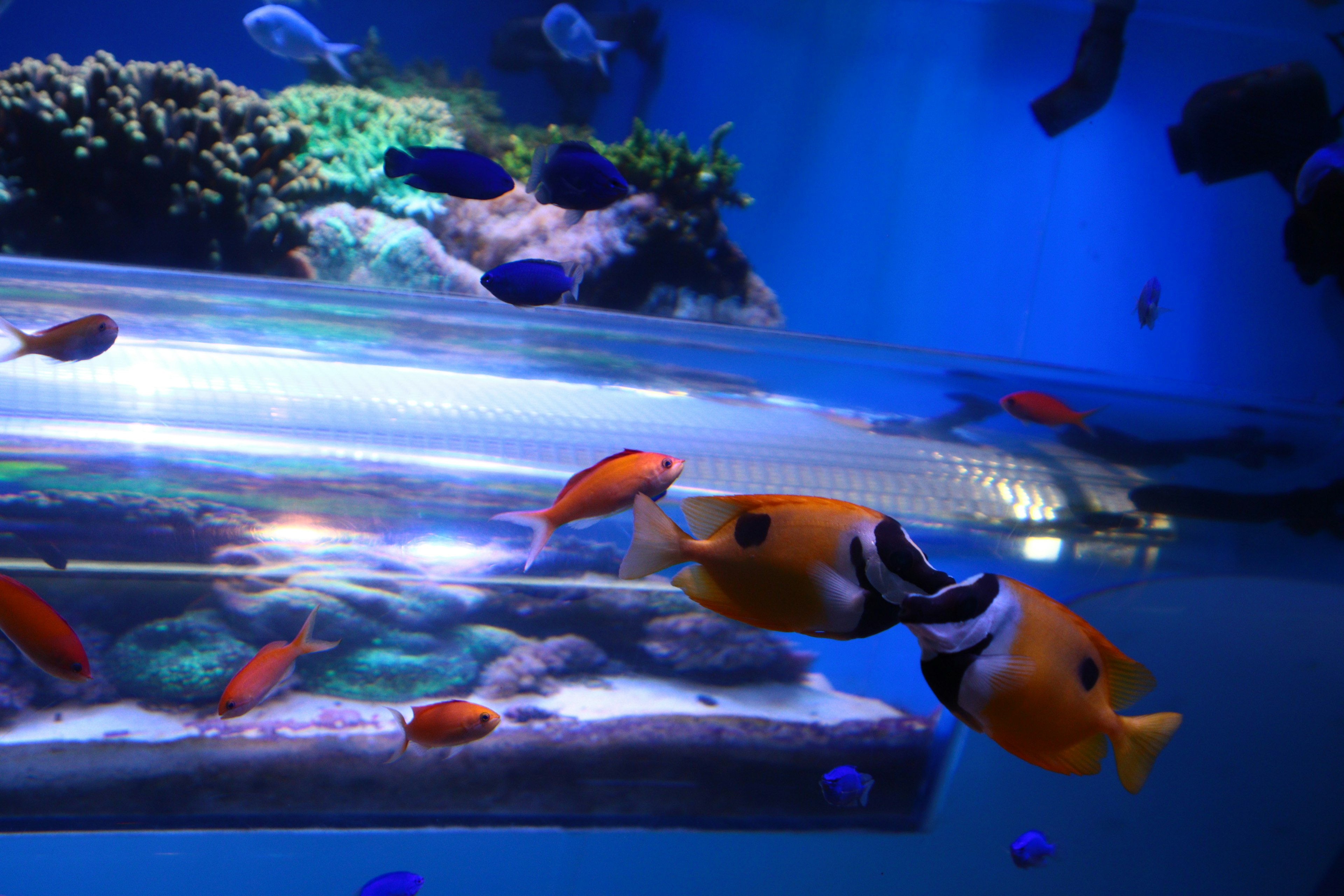 Vibrant scene of tropical fish swimming in an aquarium