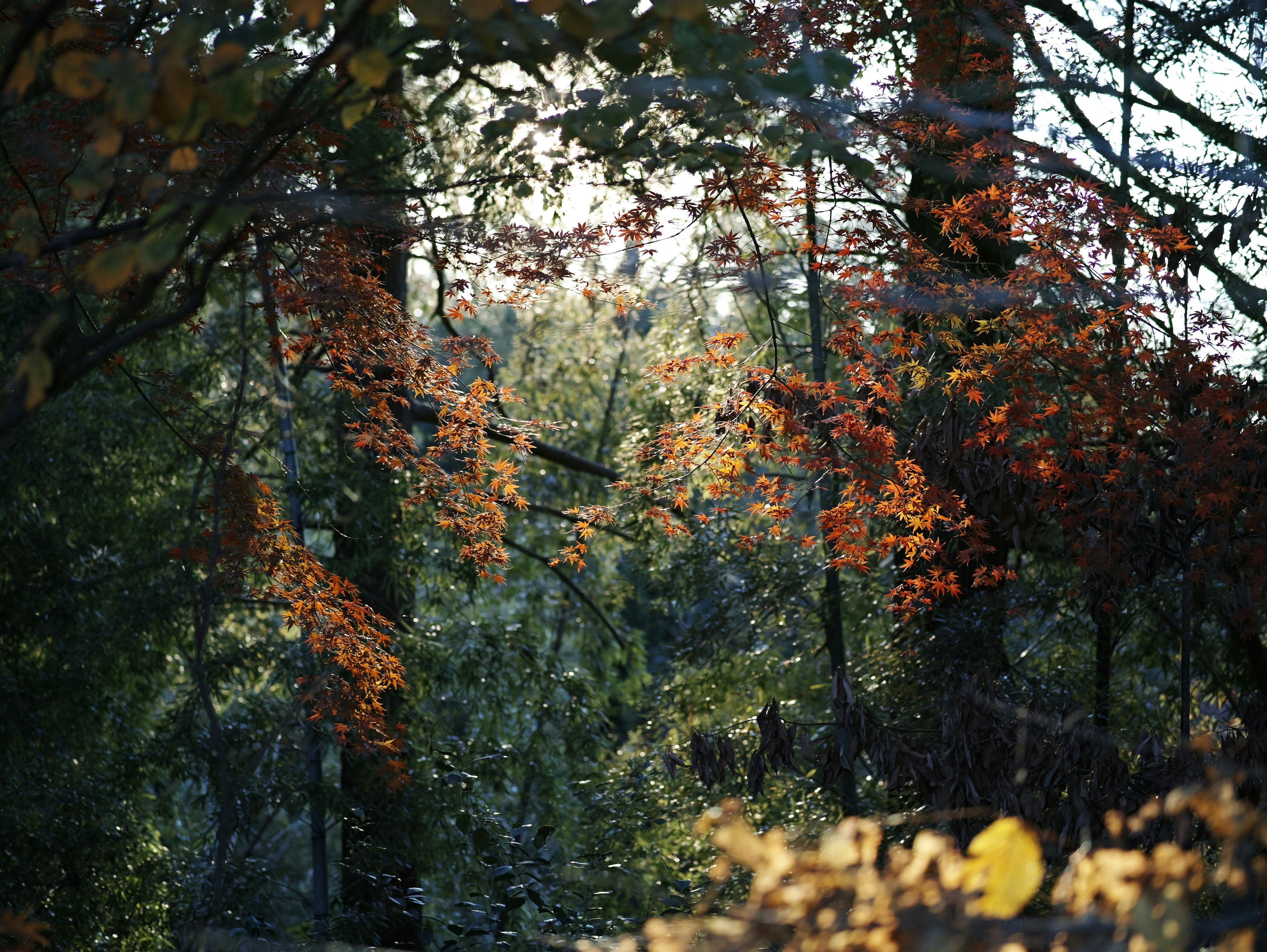 Scène forestière d'automne avec des feuilles colorées et des arbres