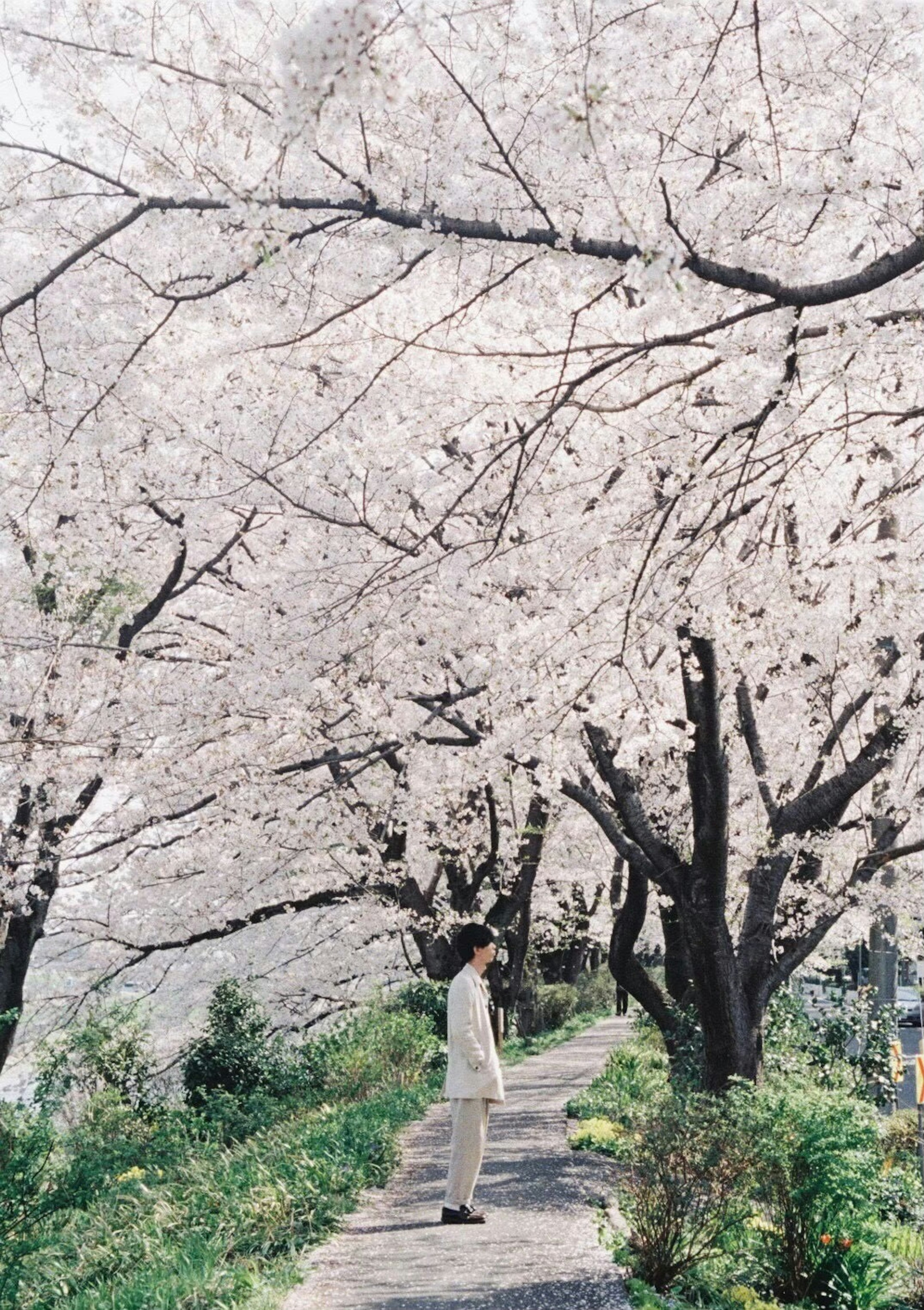 Une personne se tenant sous des cerisiers en fleurs paysage magnifique