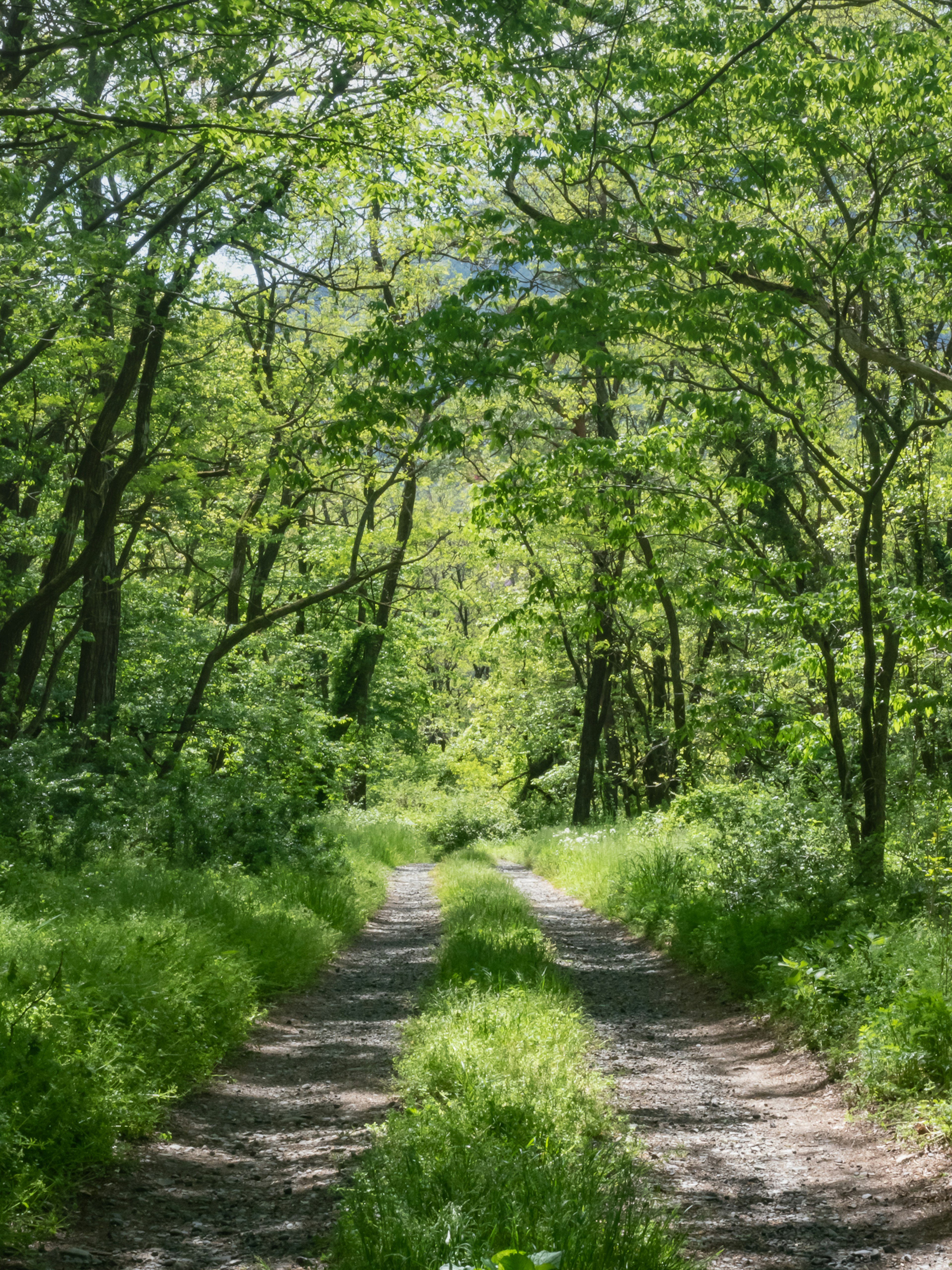 A serene path surrounded by lush green trees and grass