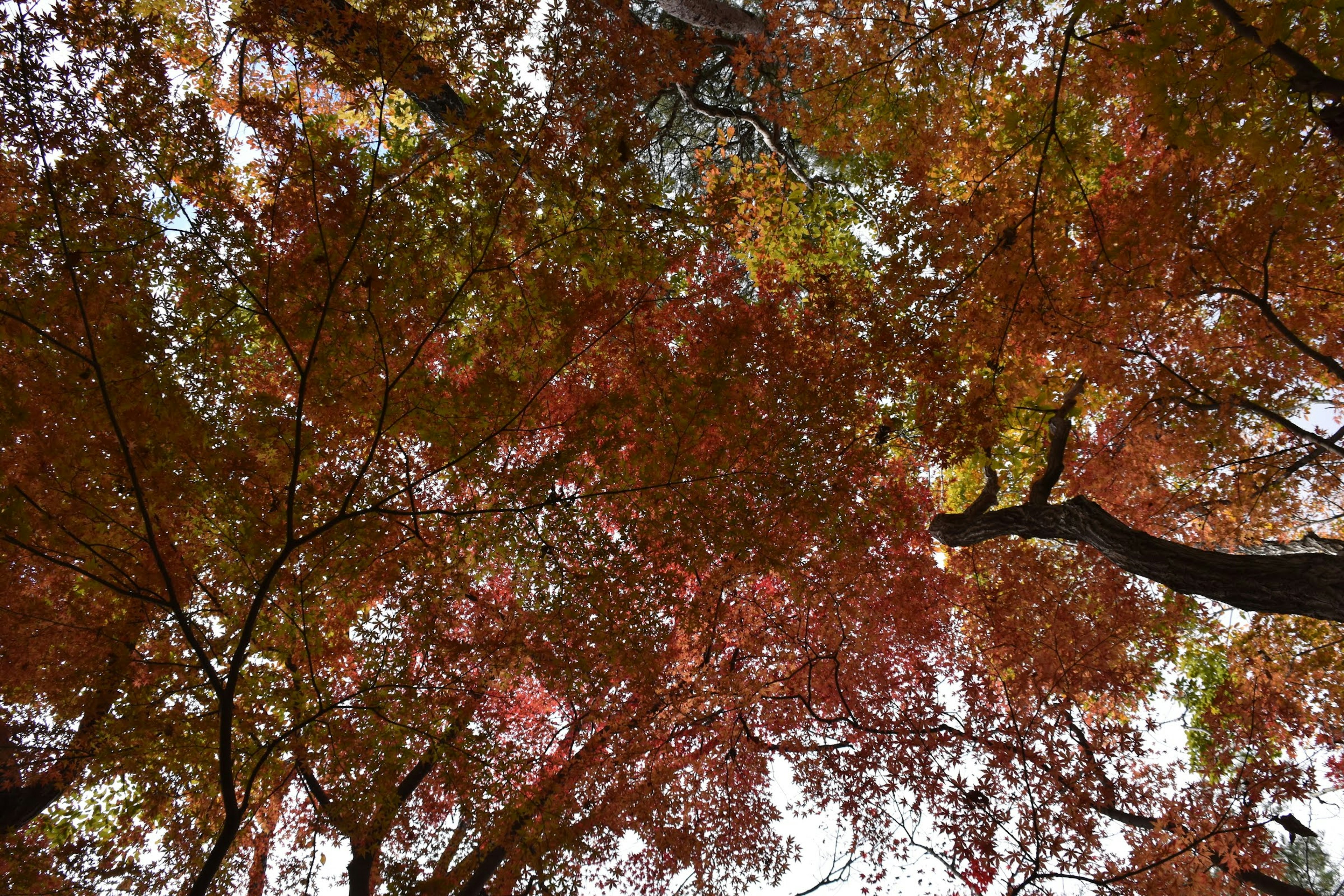 View of autumn foliage with vibrant red and orange leaves