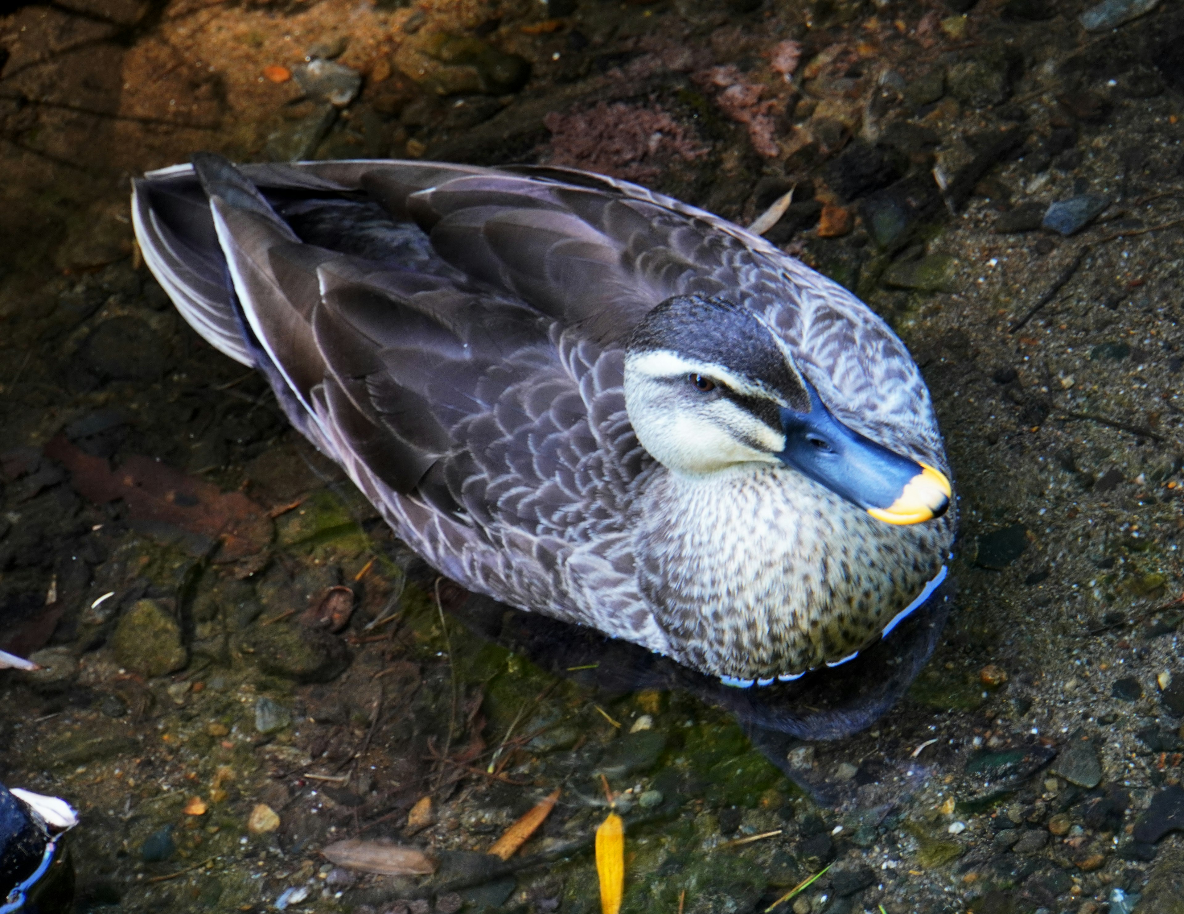 Eine Ente, die am Ufer schwimmt