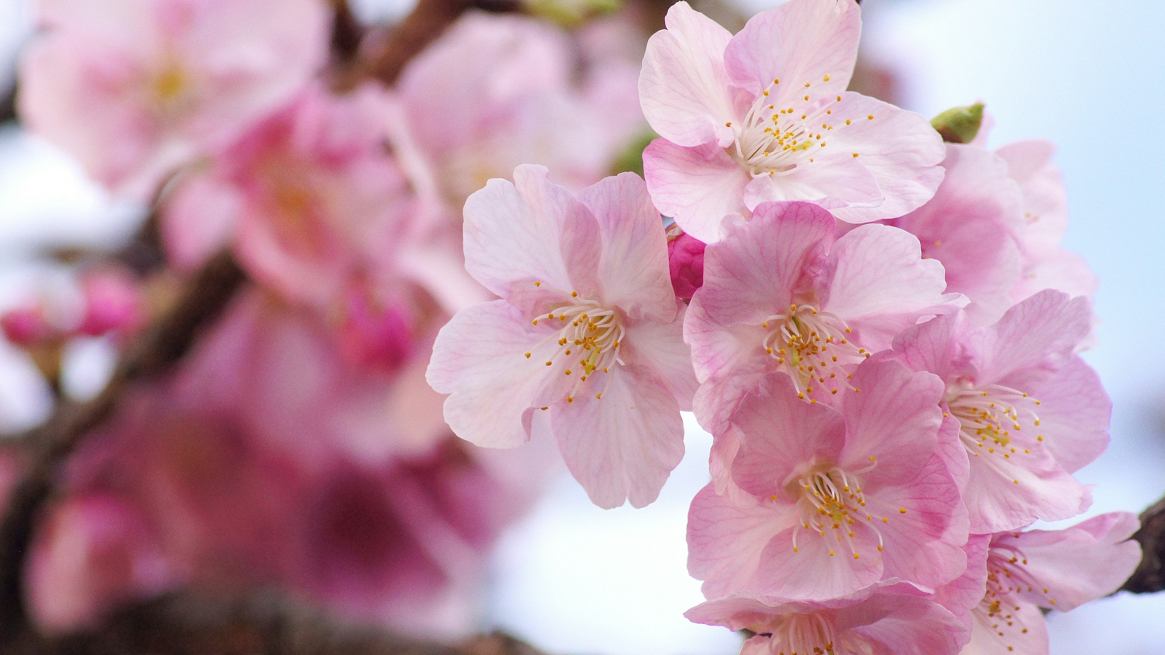 Bunga sakura yang sedang mekar